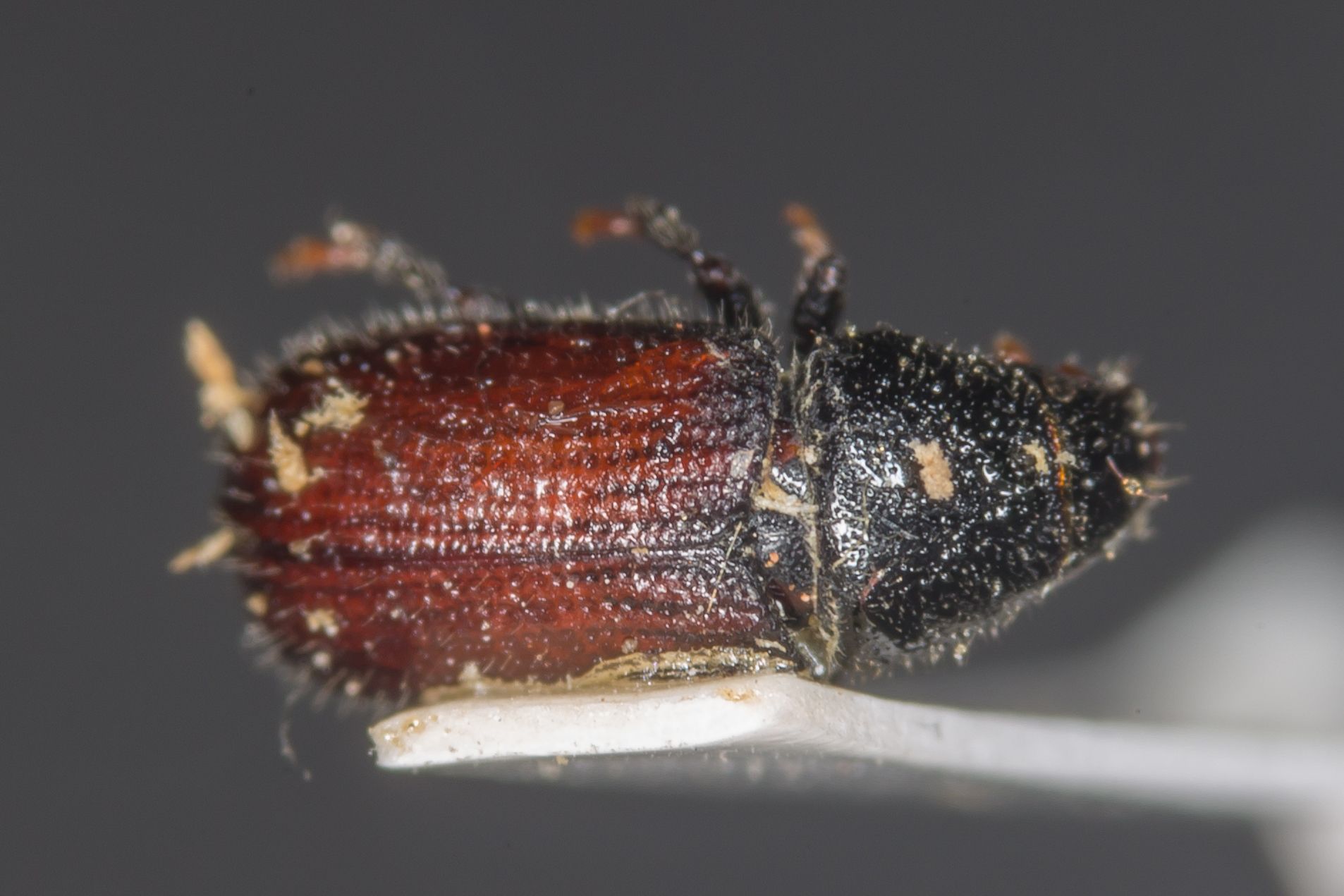 Tomicus minor