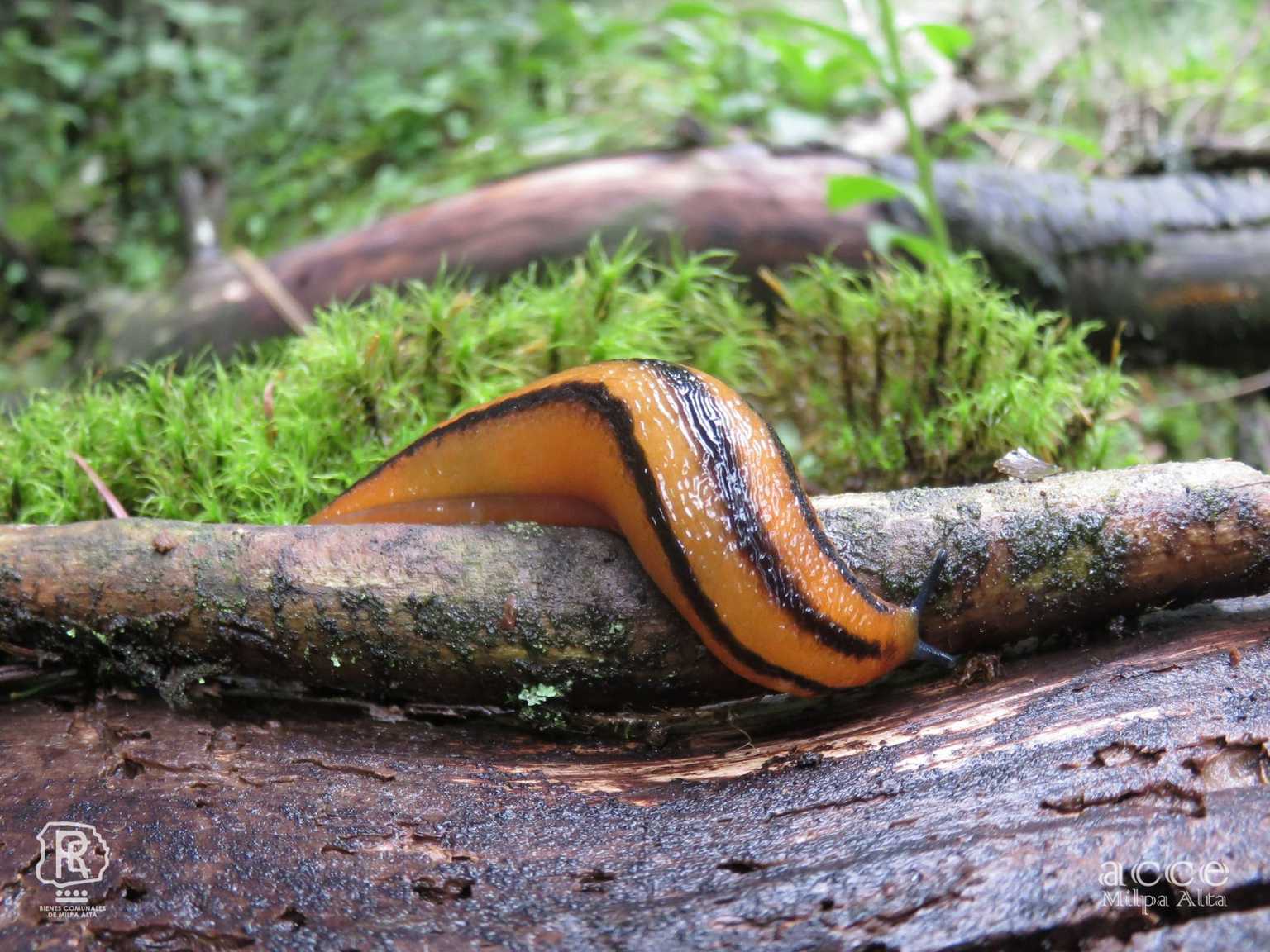 Pallifera costaricensis