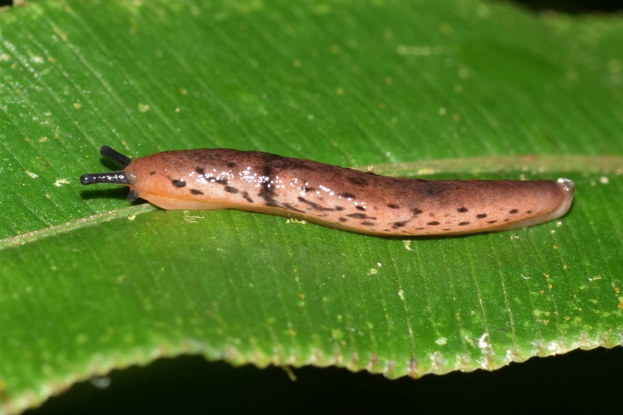 Pallifera costaricensis