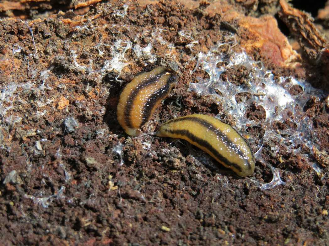 Pallifera costaricensis