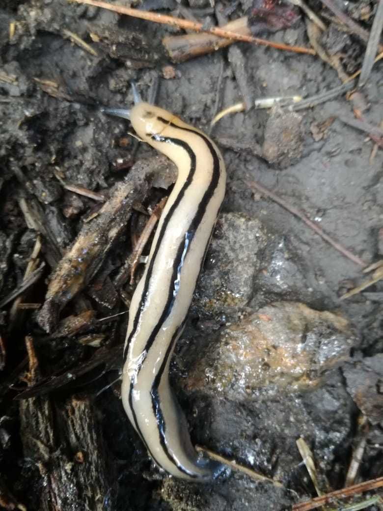 Pallifera costaricensis