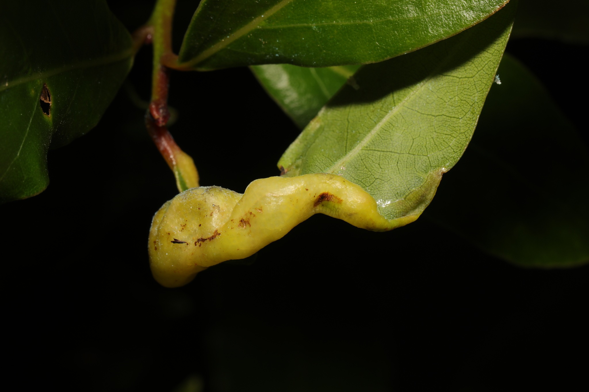 Lauritrioza alacris