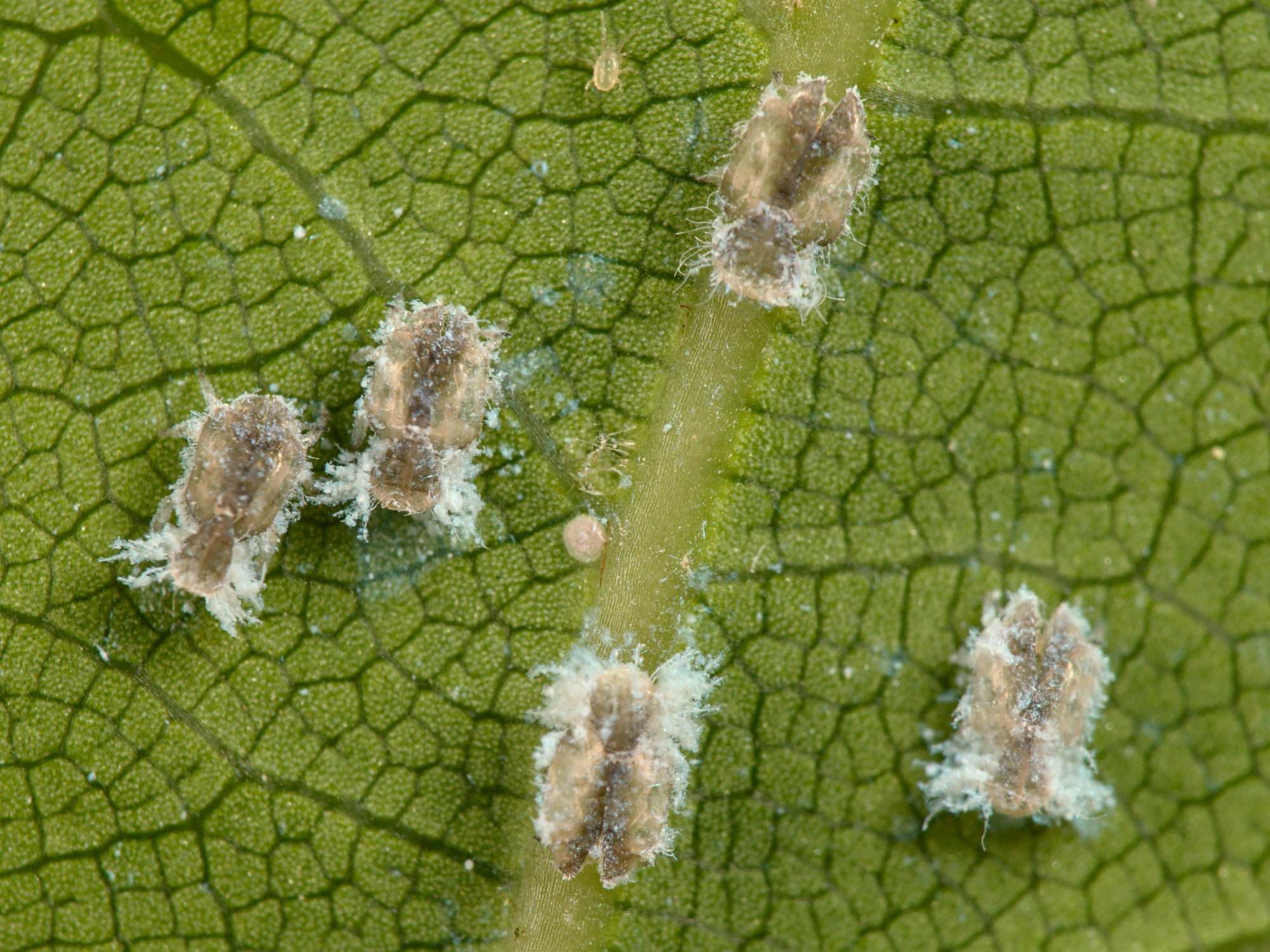 Lauritrioza alacris