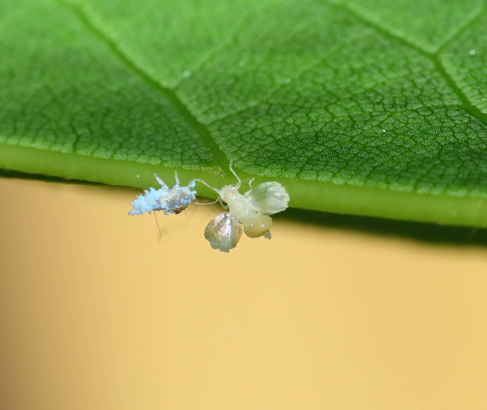 Lauritrioza alacris