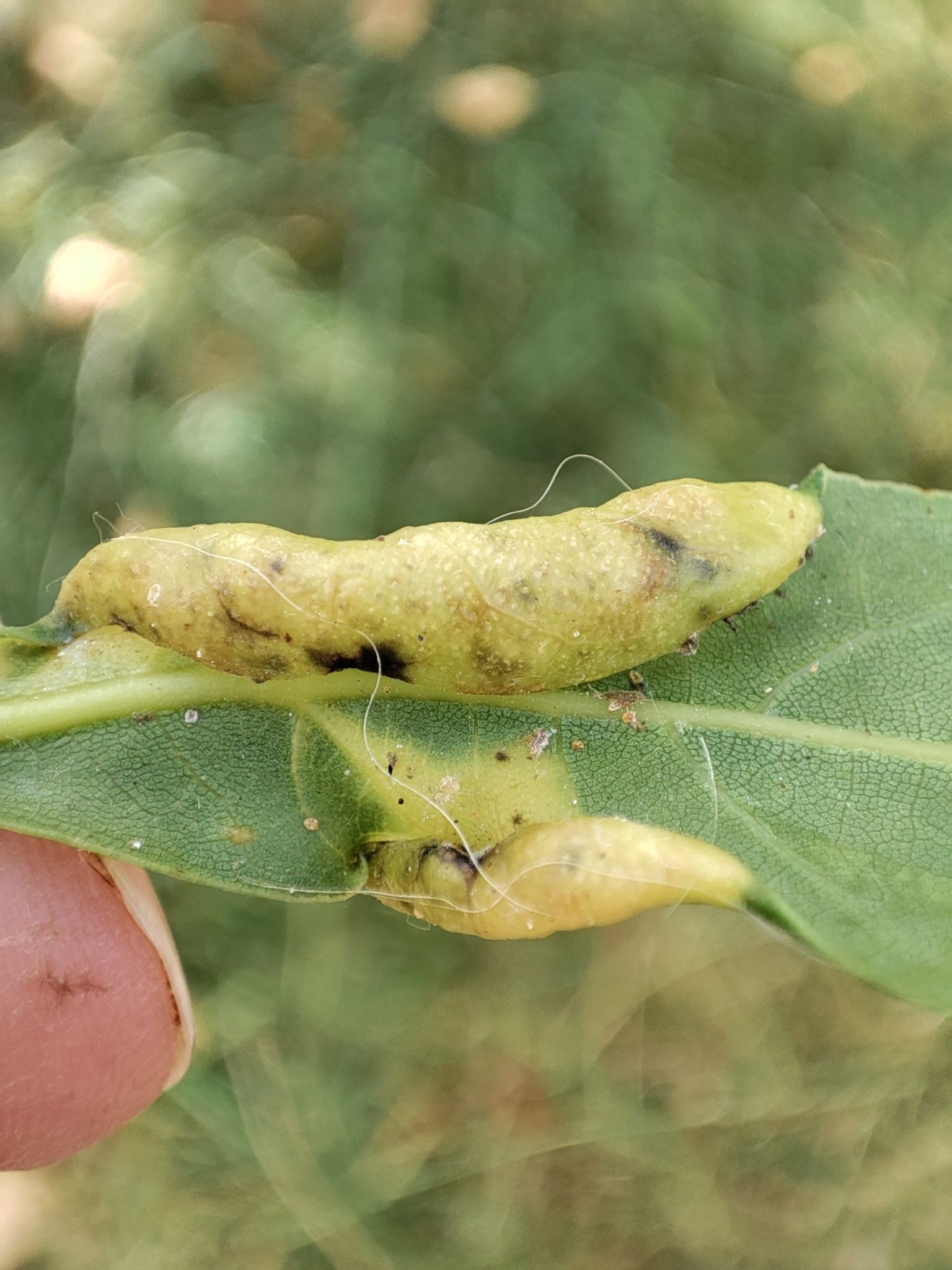 Lauritrioza alacris