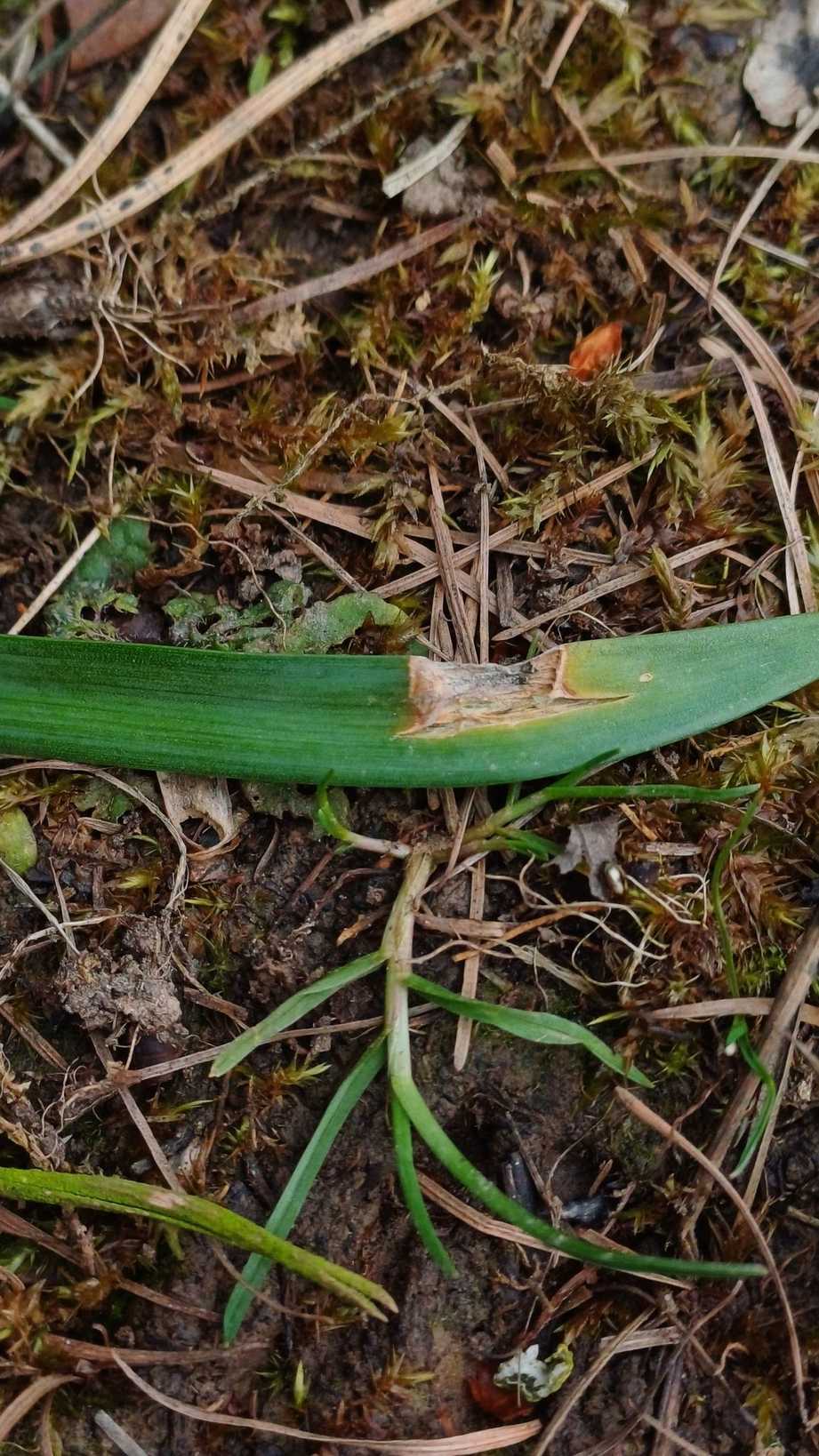 Didymella curtisii
