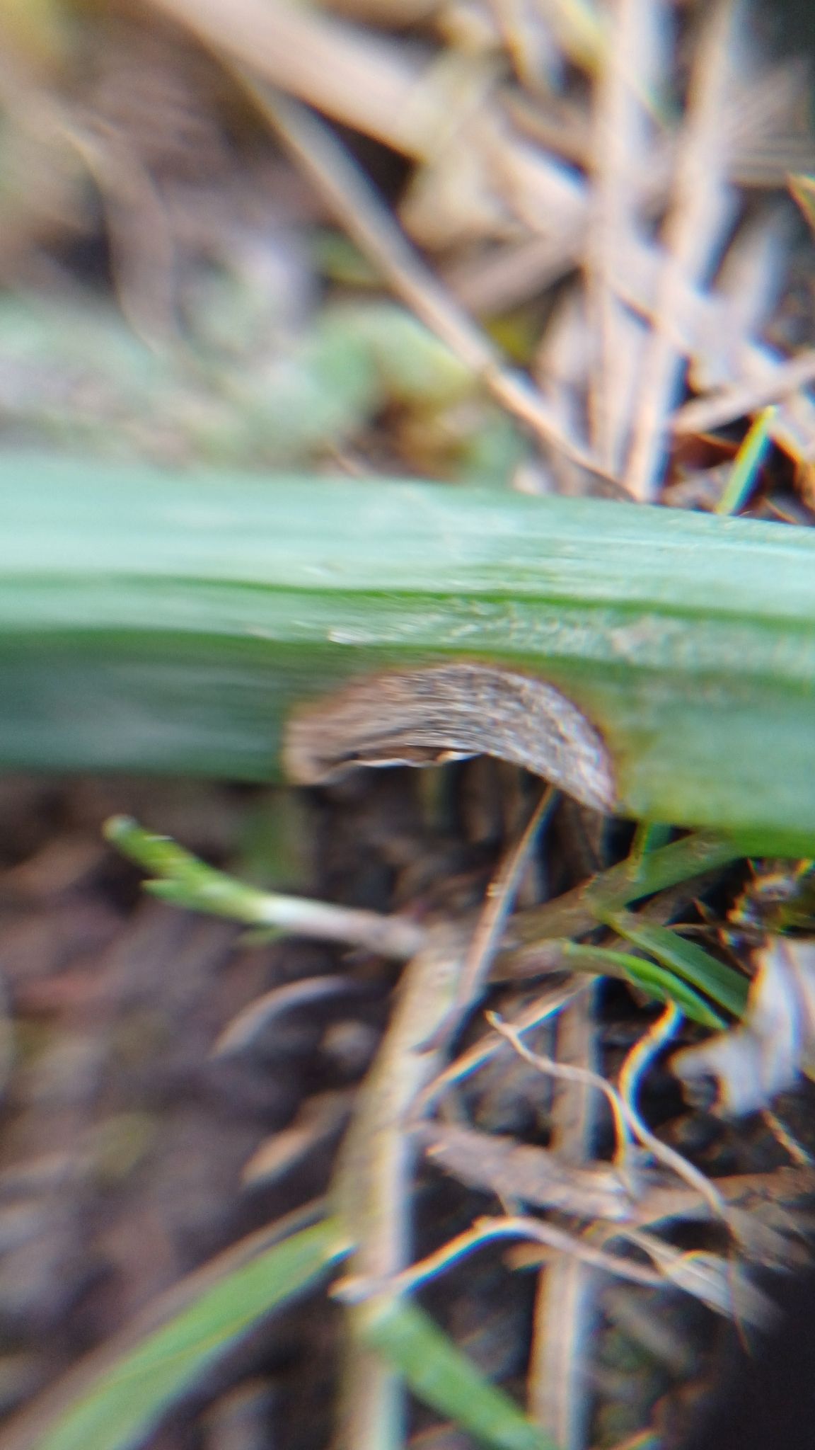 Didymella curtisii