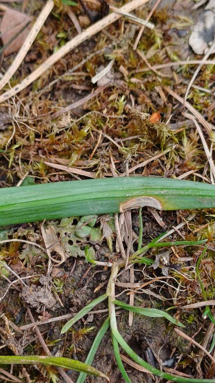 Didymella curtisii