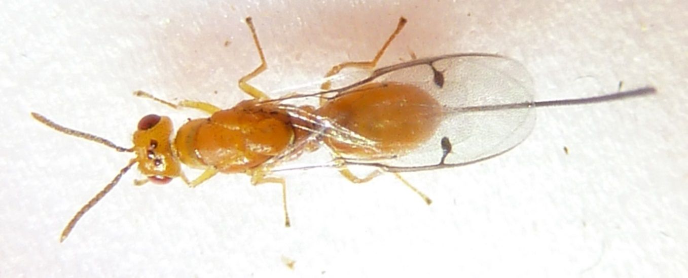 Megastigmus spermotrophus