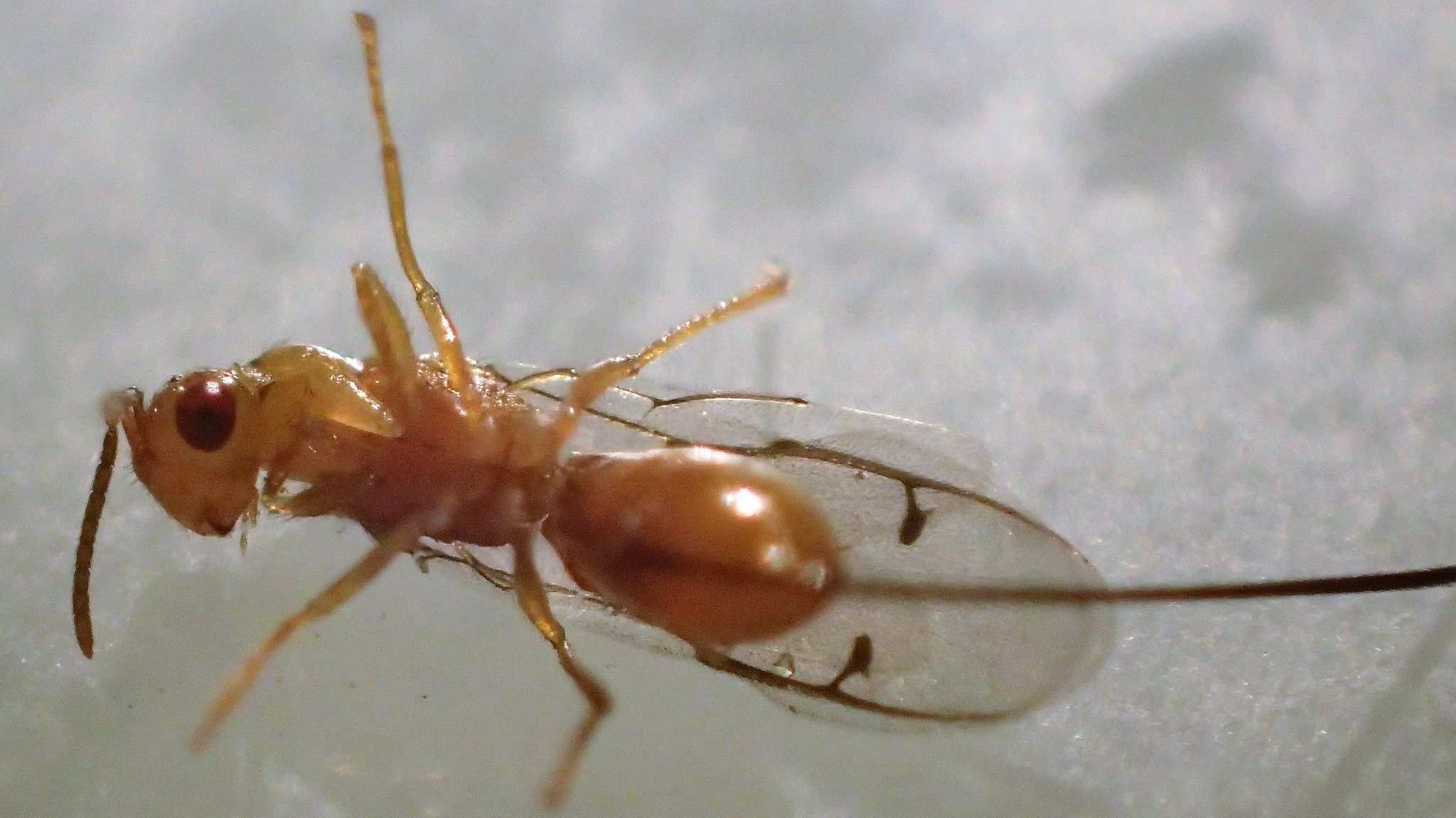 Megastigmus spermotrophus