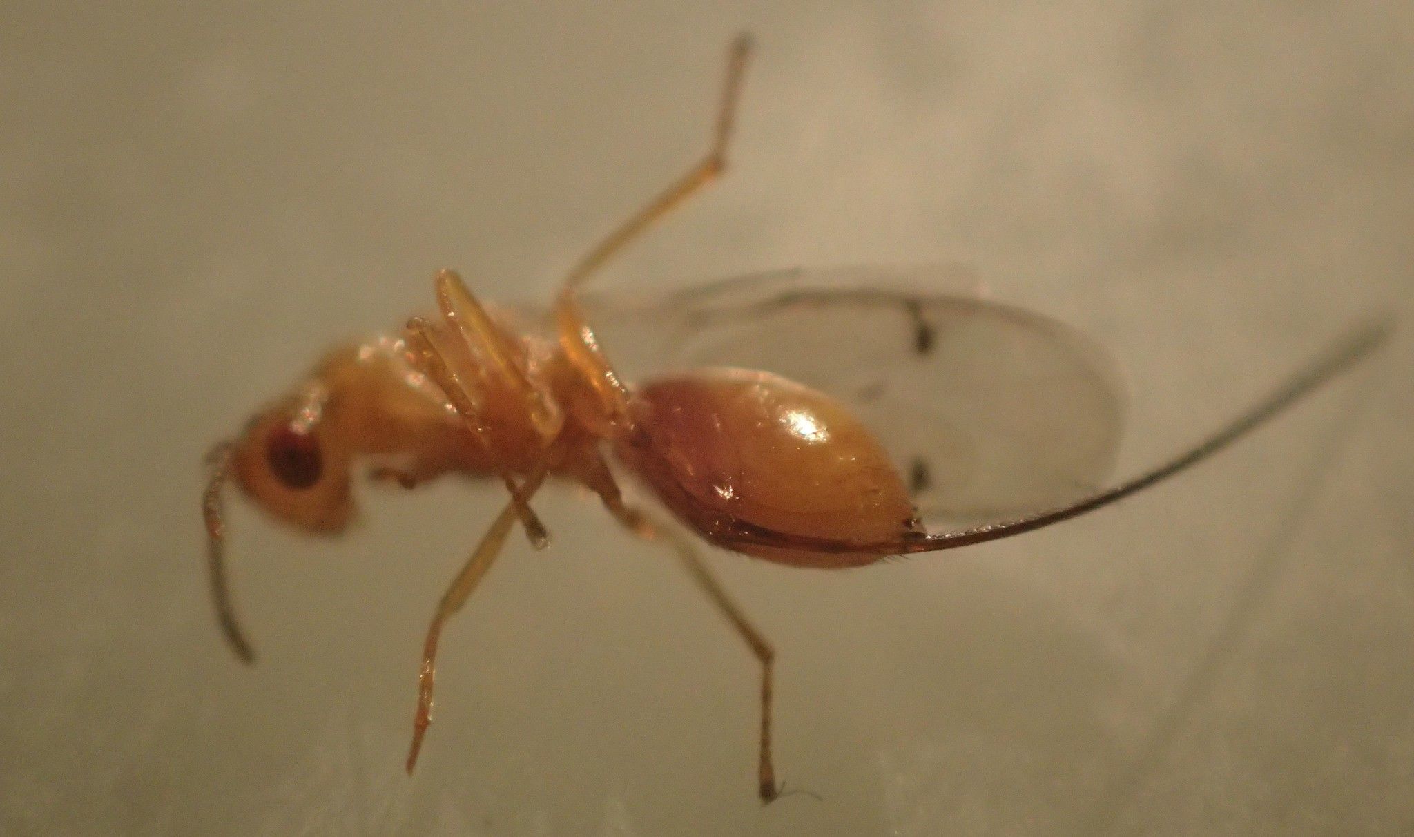 Megastigmus spermotrophus