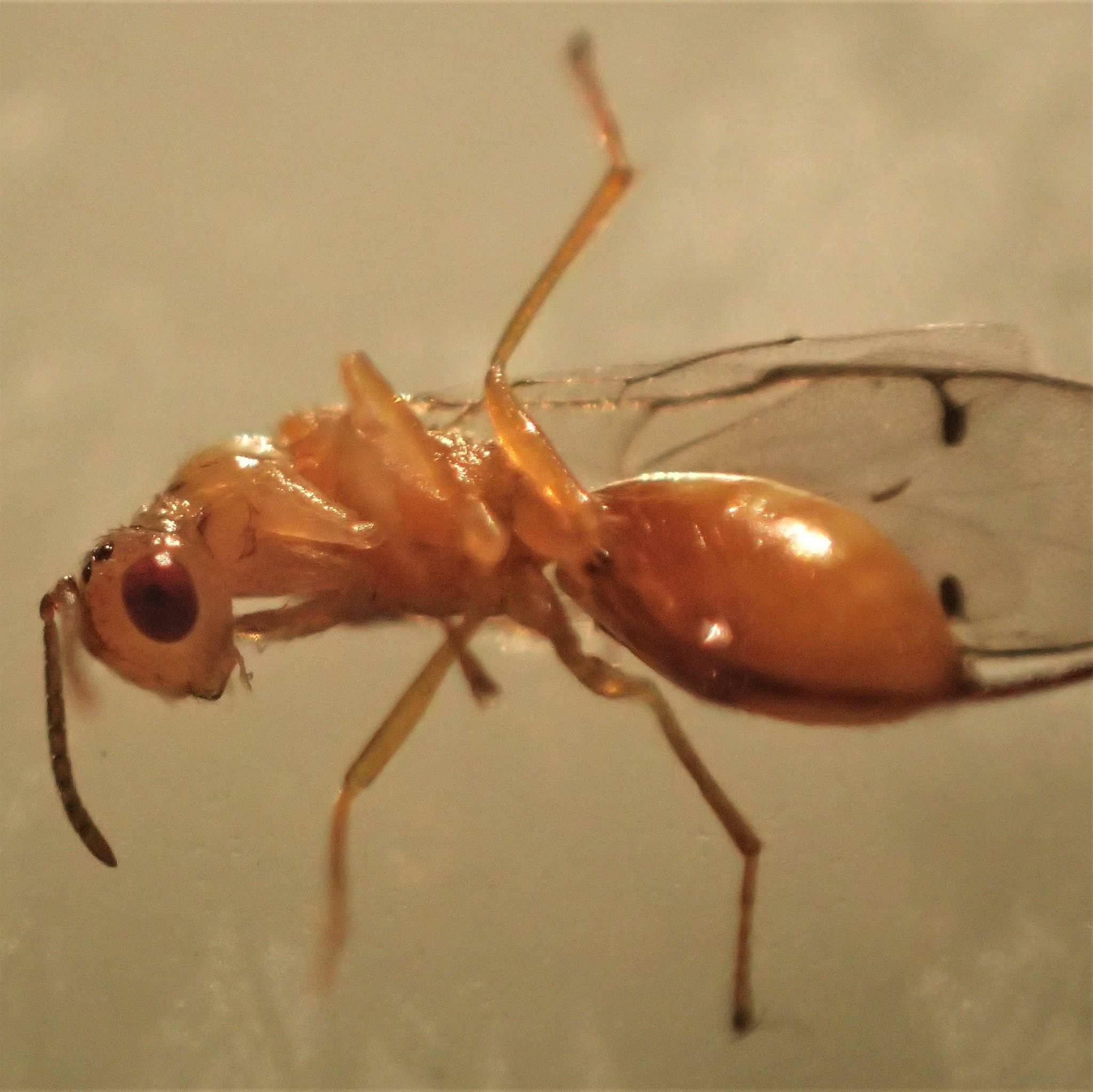 Megastigmus spermotrophus