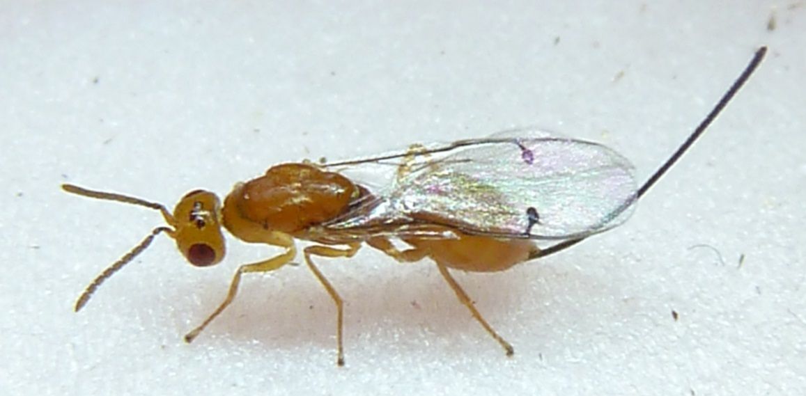 Megastigmus spermotrophus