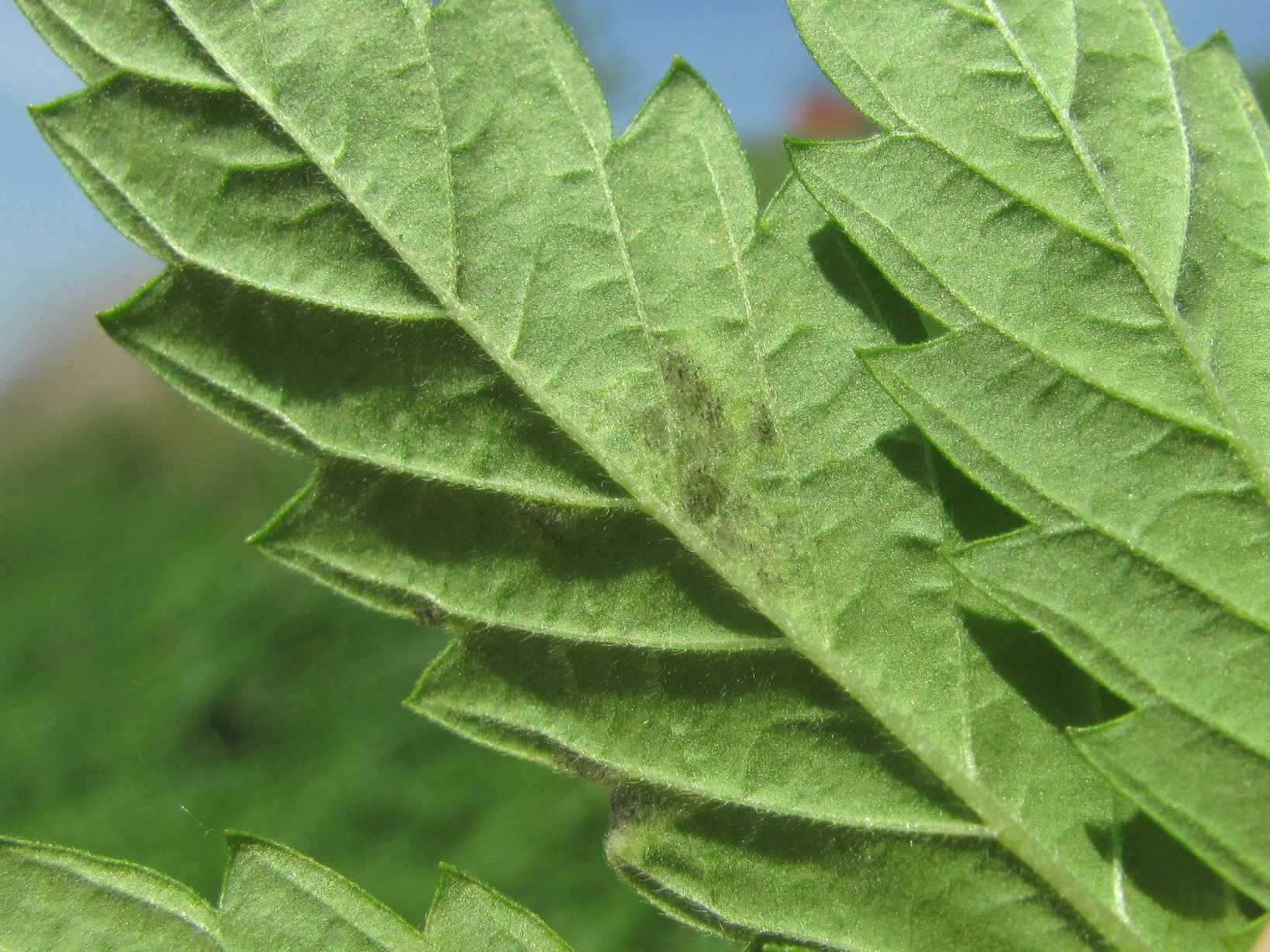 Pseudoperonospora cannabina