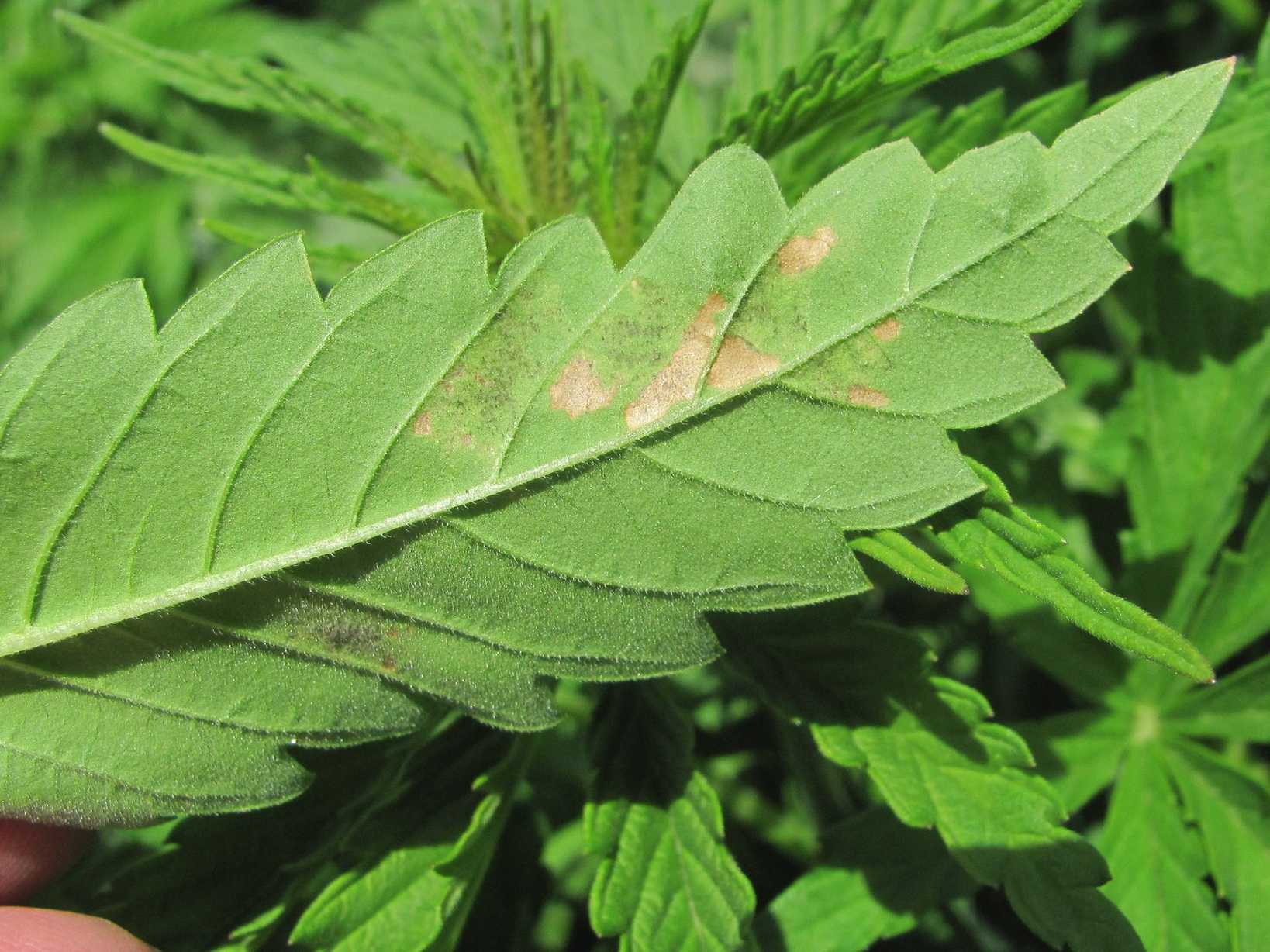 Pseudoperonospora cannabina