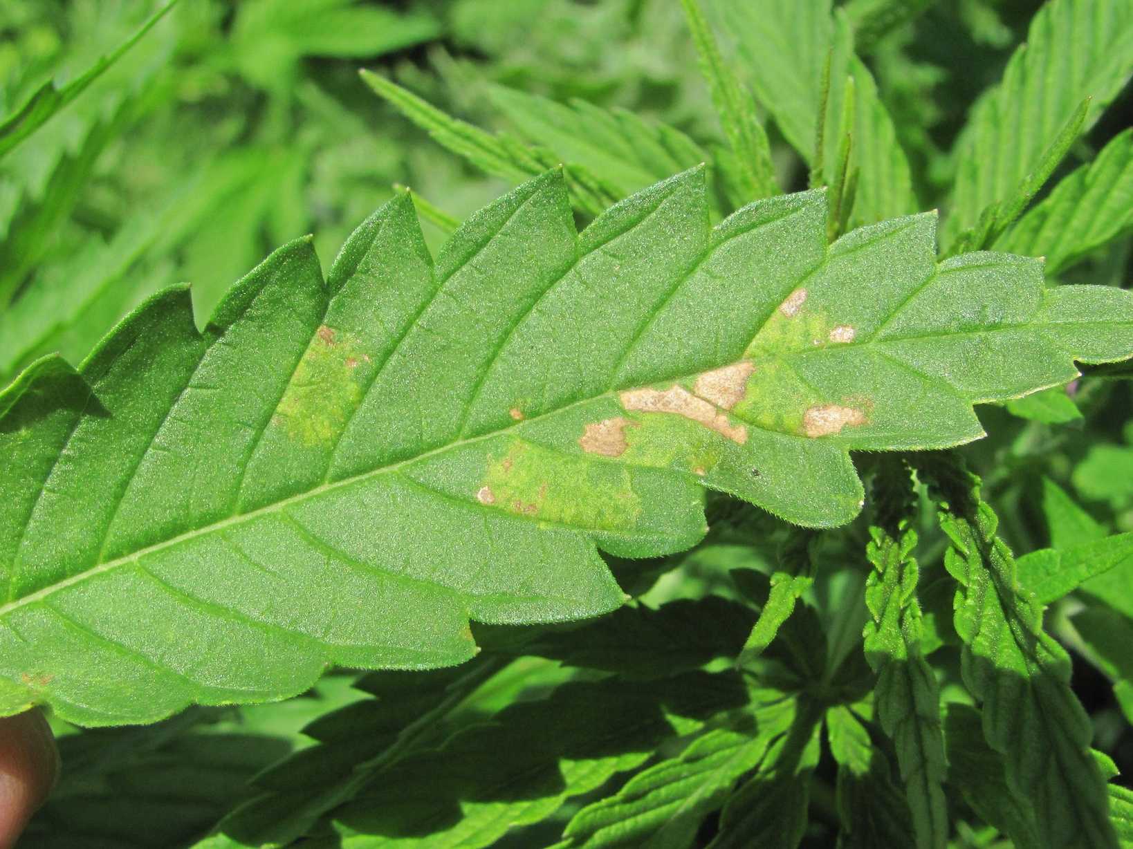 Pseudoperonospora cannabina