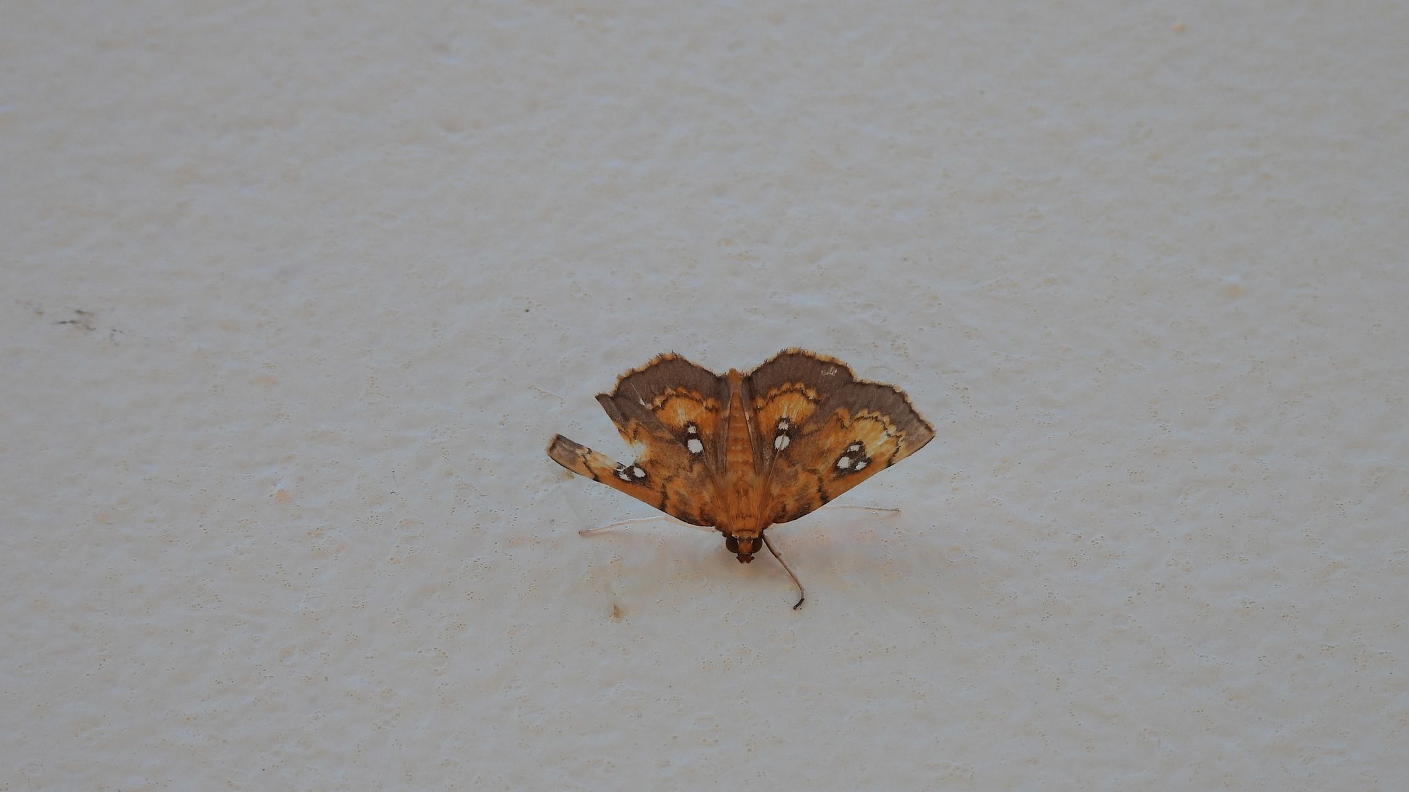 Cacographis