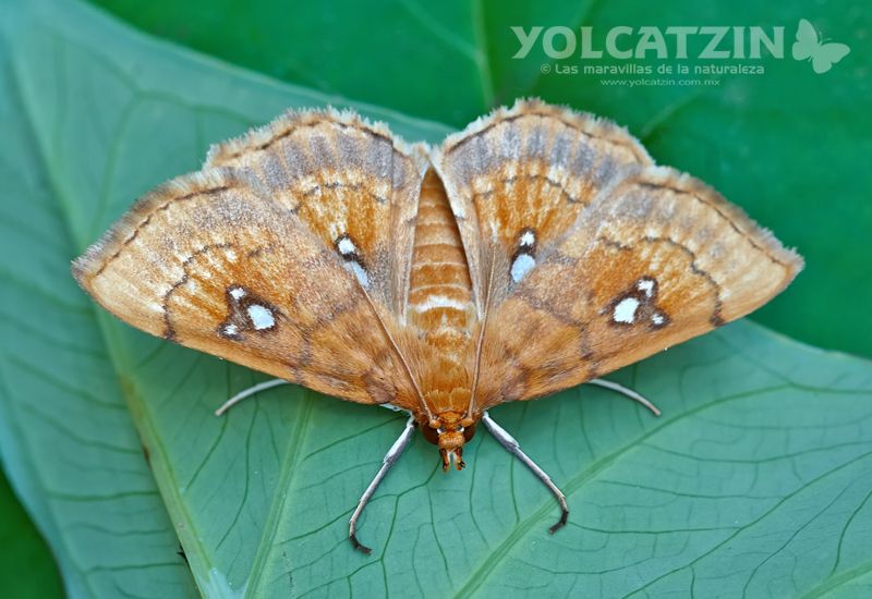 Cacographis