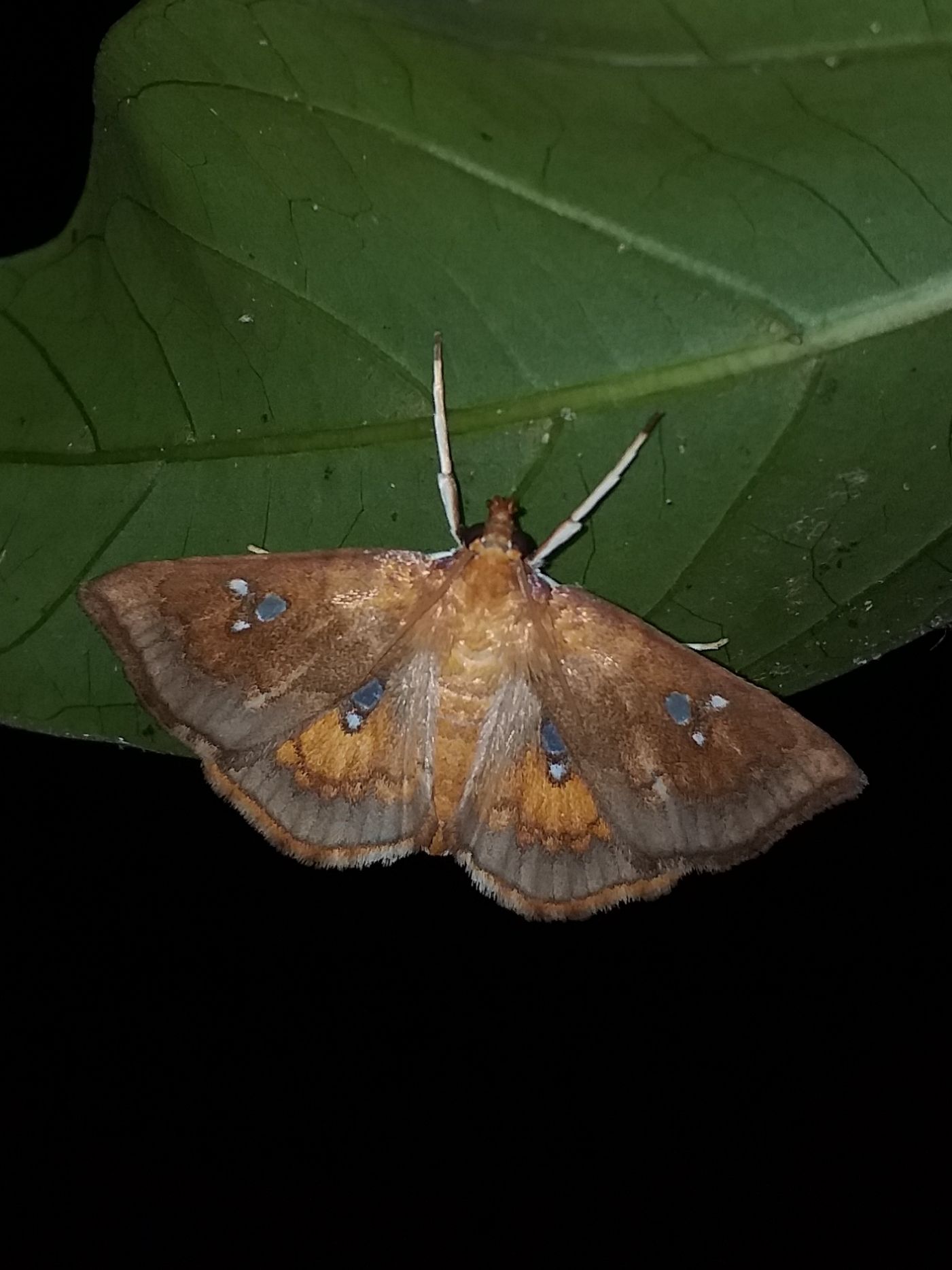Cacographis