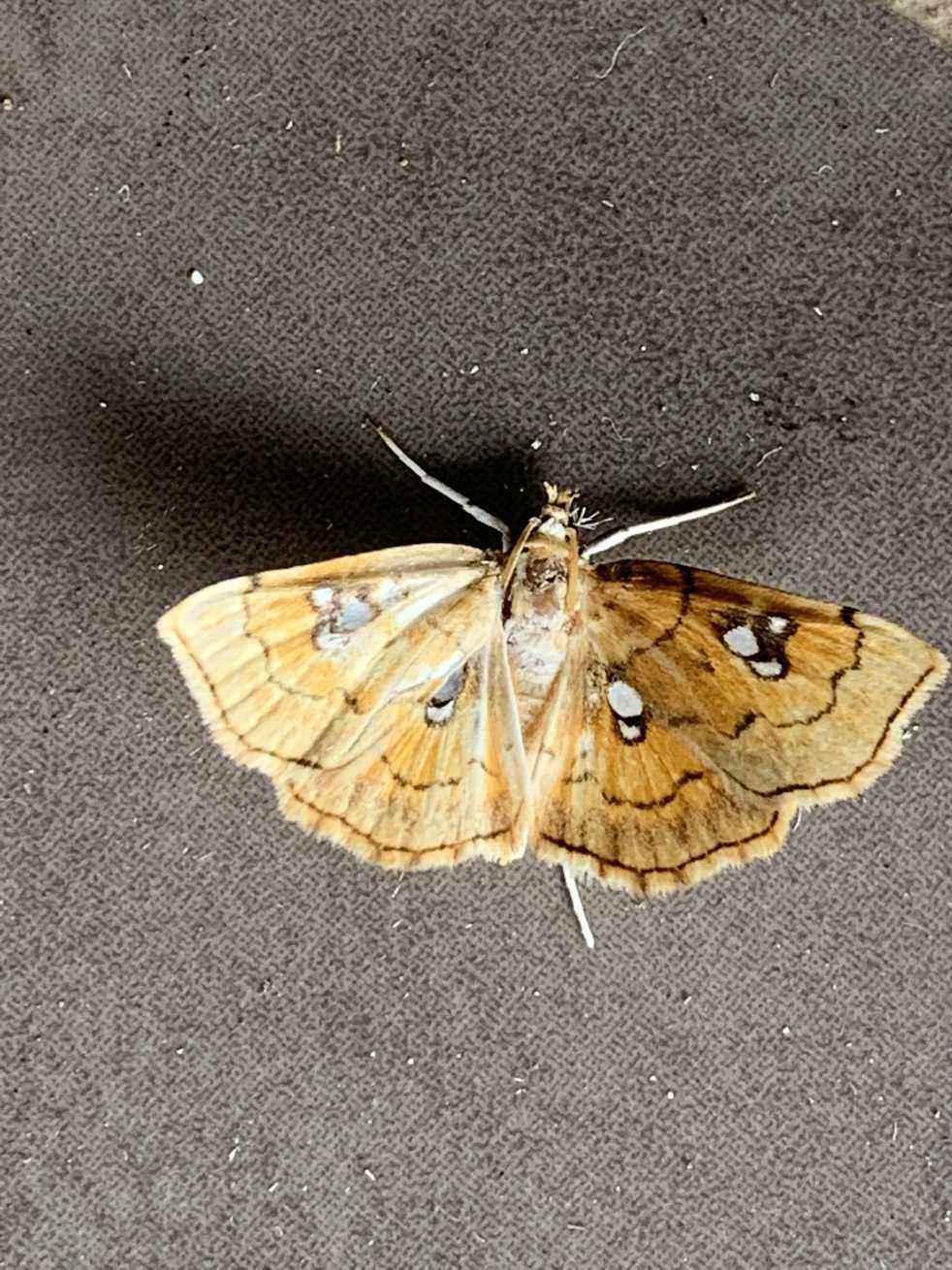 Cacographis