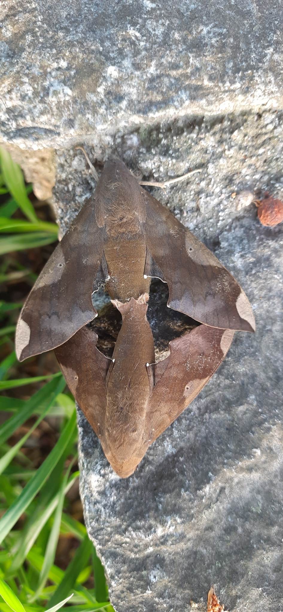 Pachylia syces