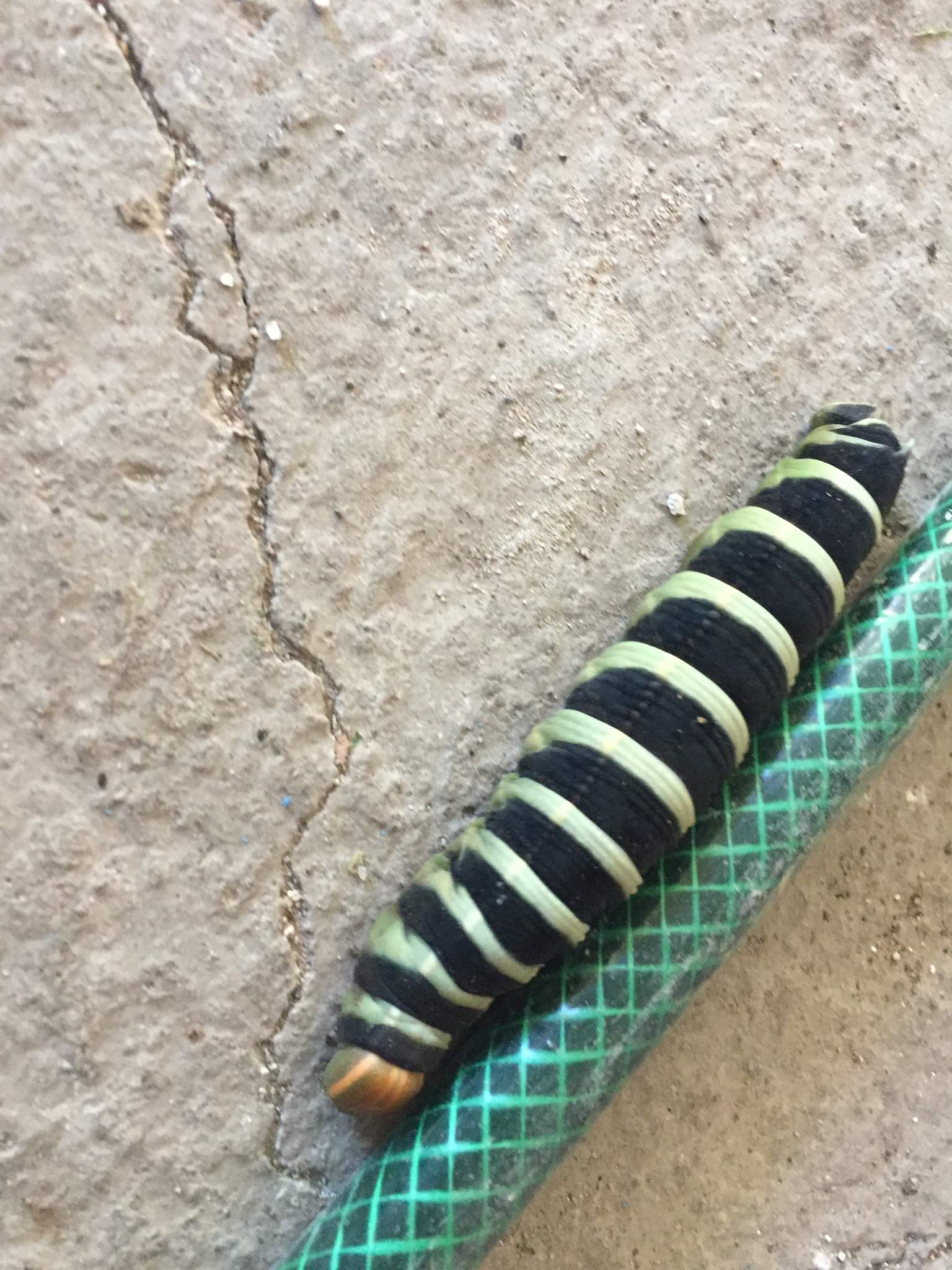 Pachylia syces