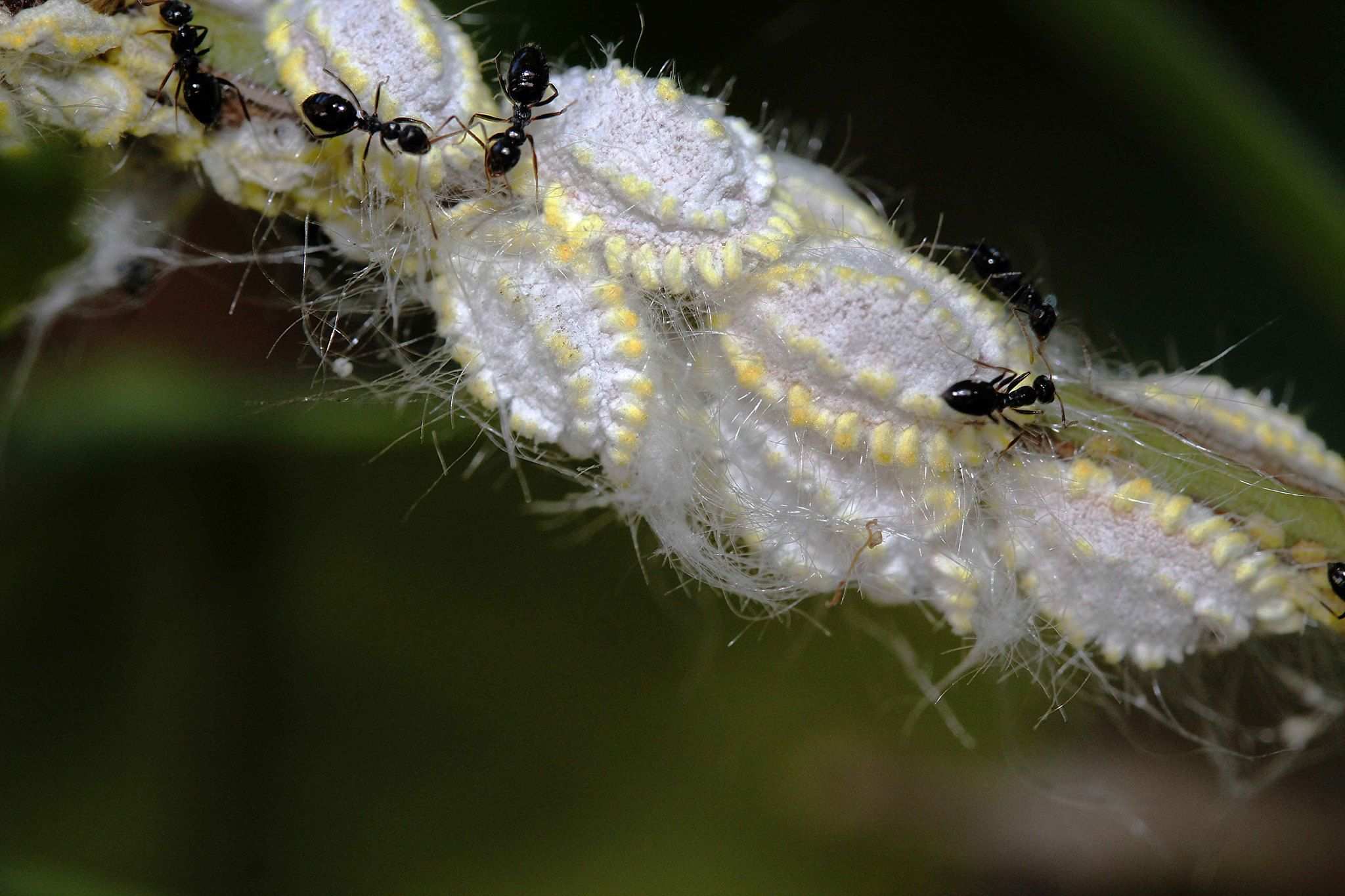 Icerya seychellarum