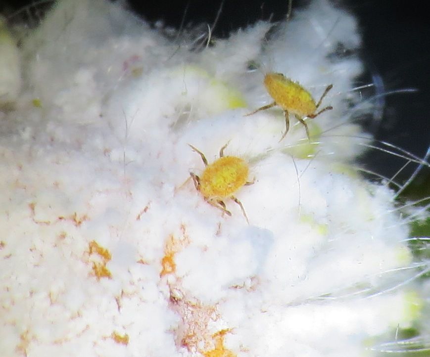 Icerya seychellarum
