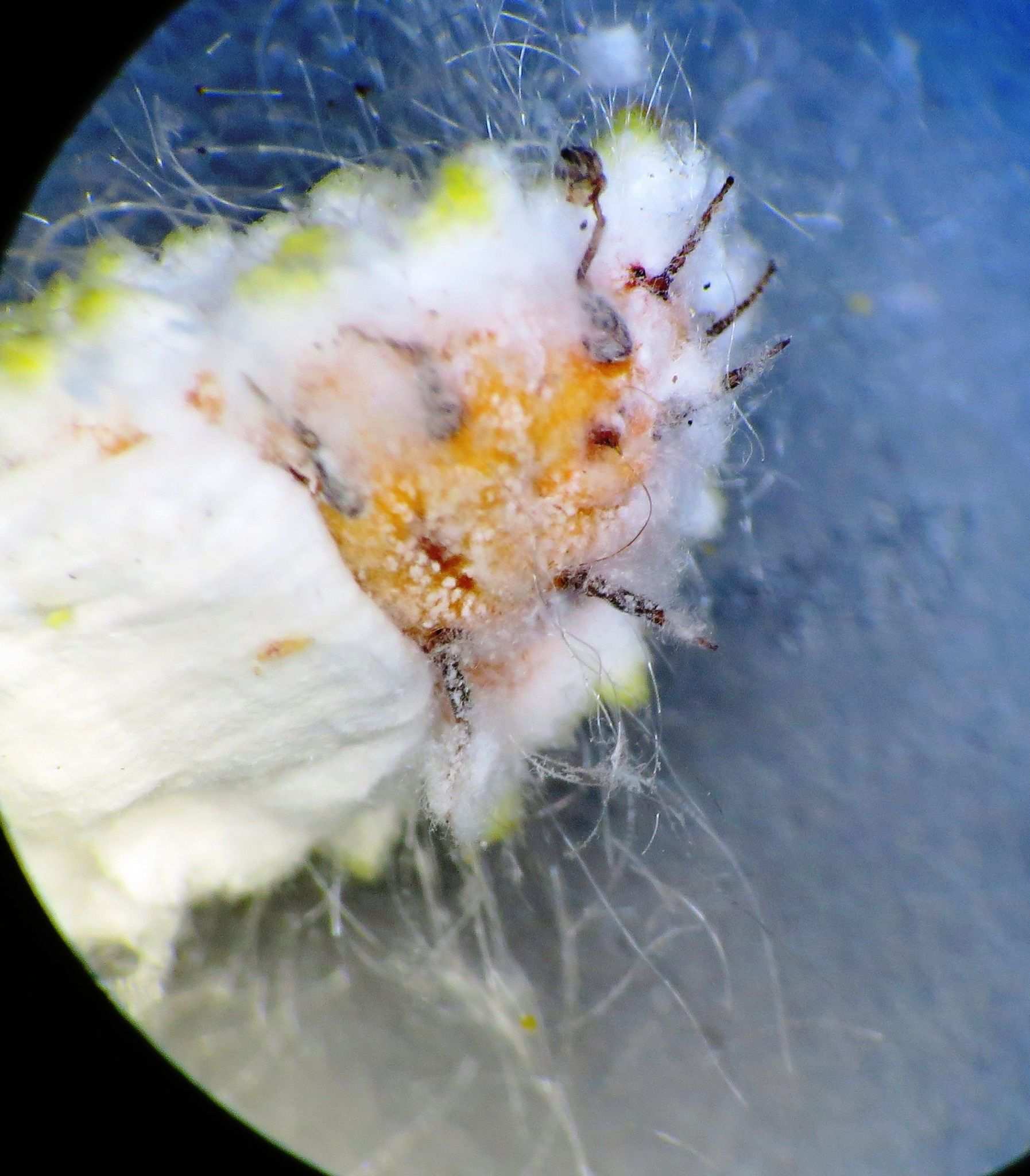 Icerya seychellarum