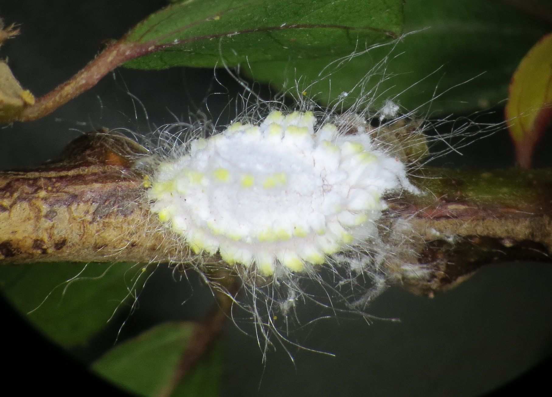 Icerya seychellarum