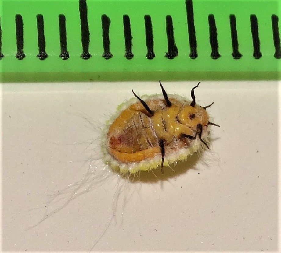 Icerya seychellarum