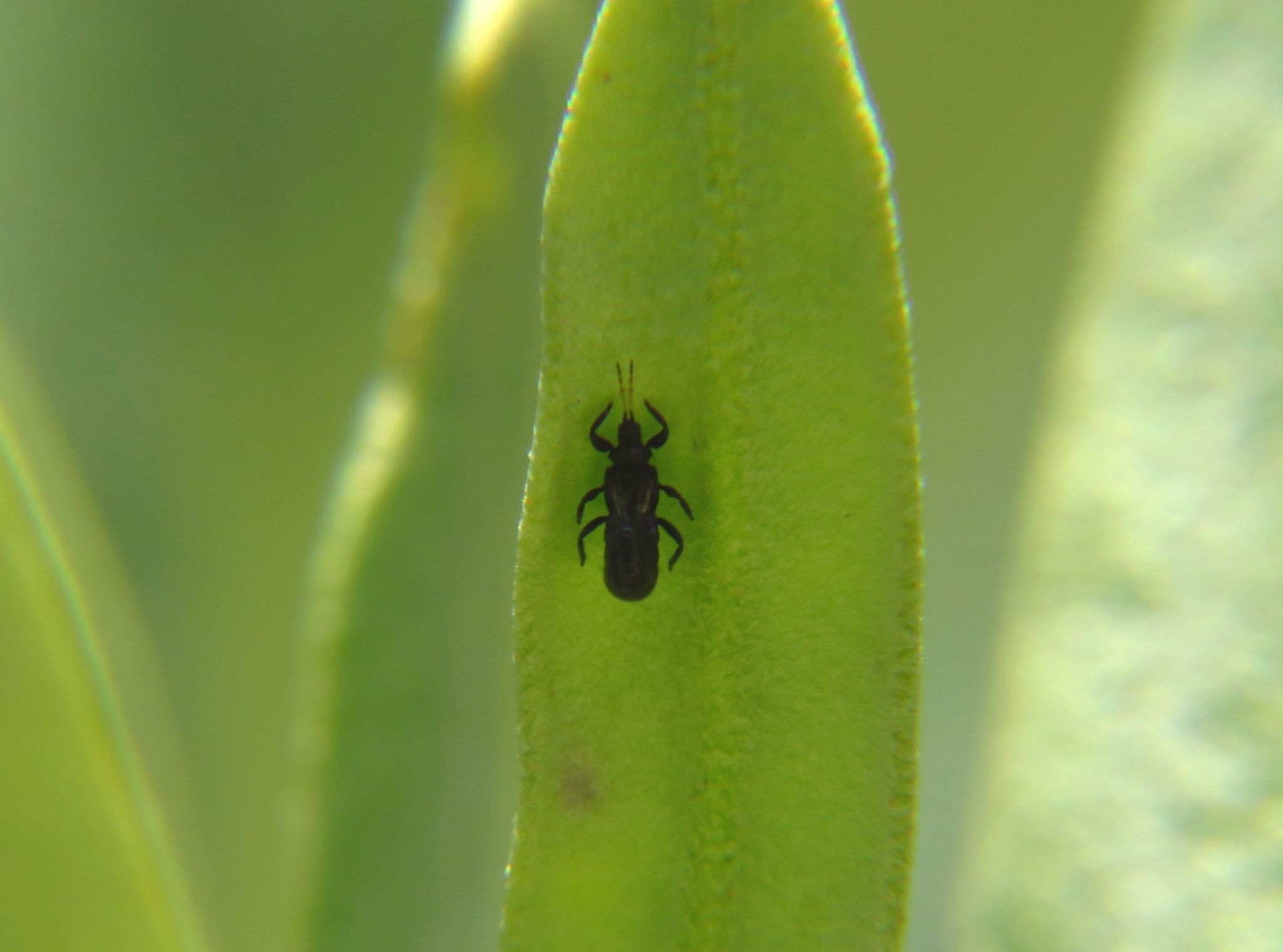 Liothrips oleae