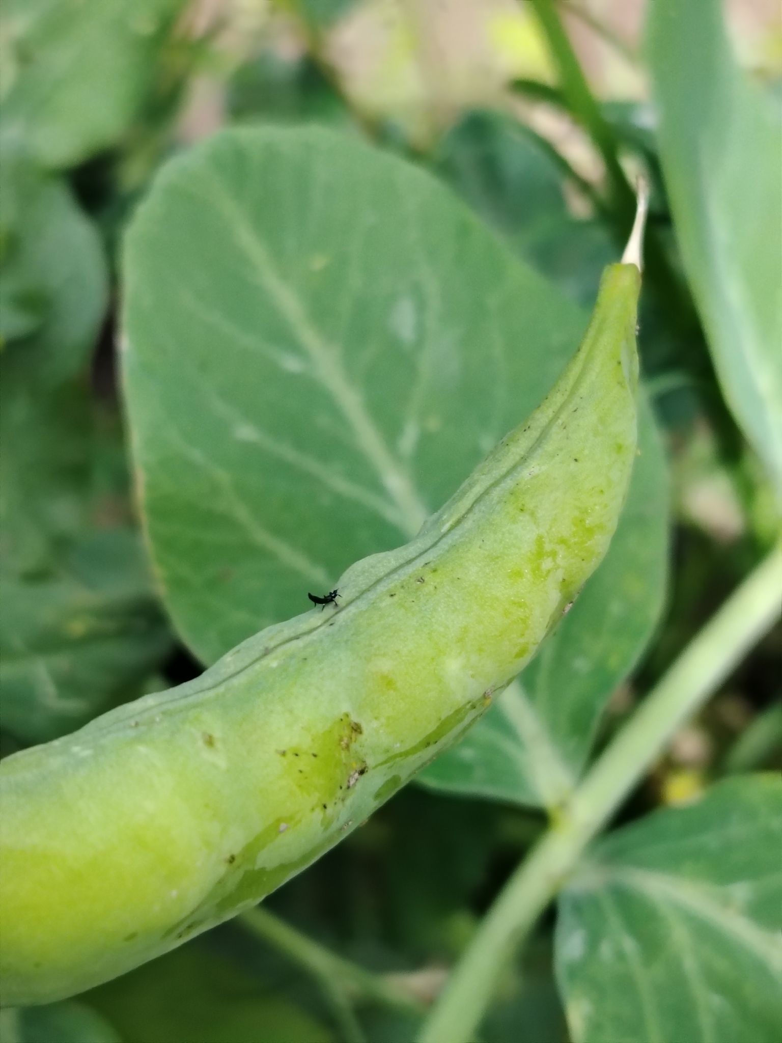Liothrips oleae
