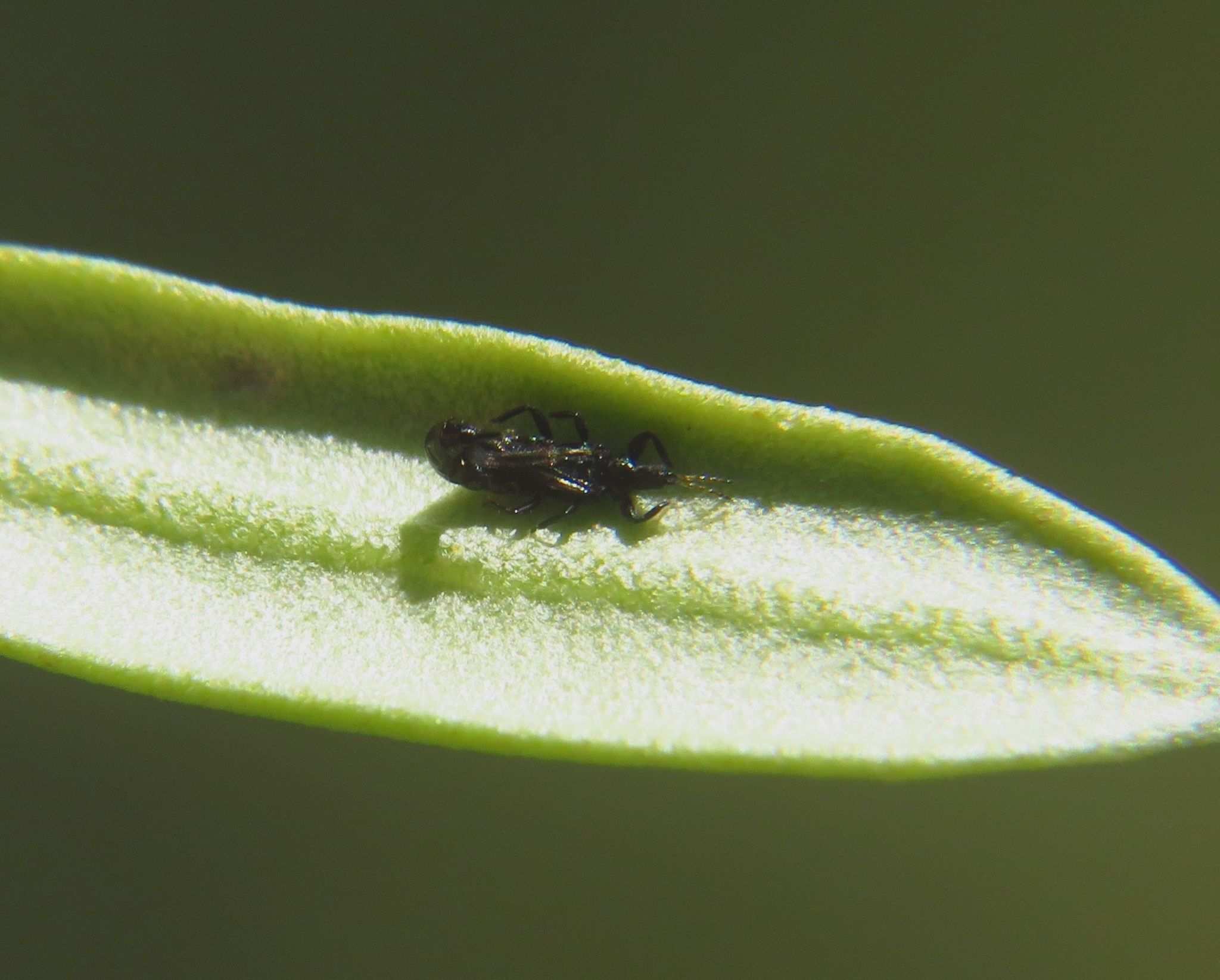 Liothrips oleae
