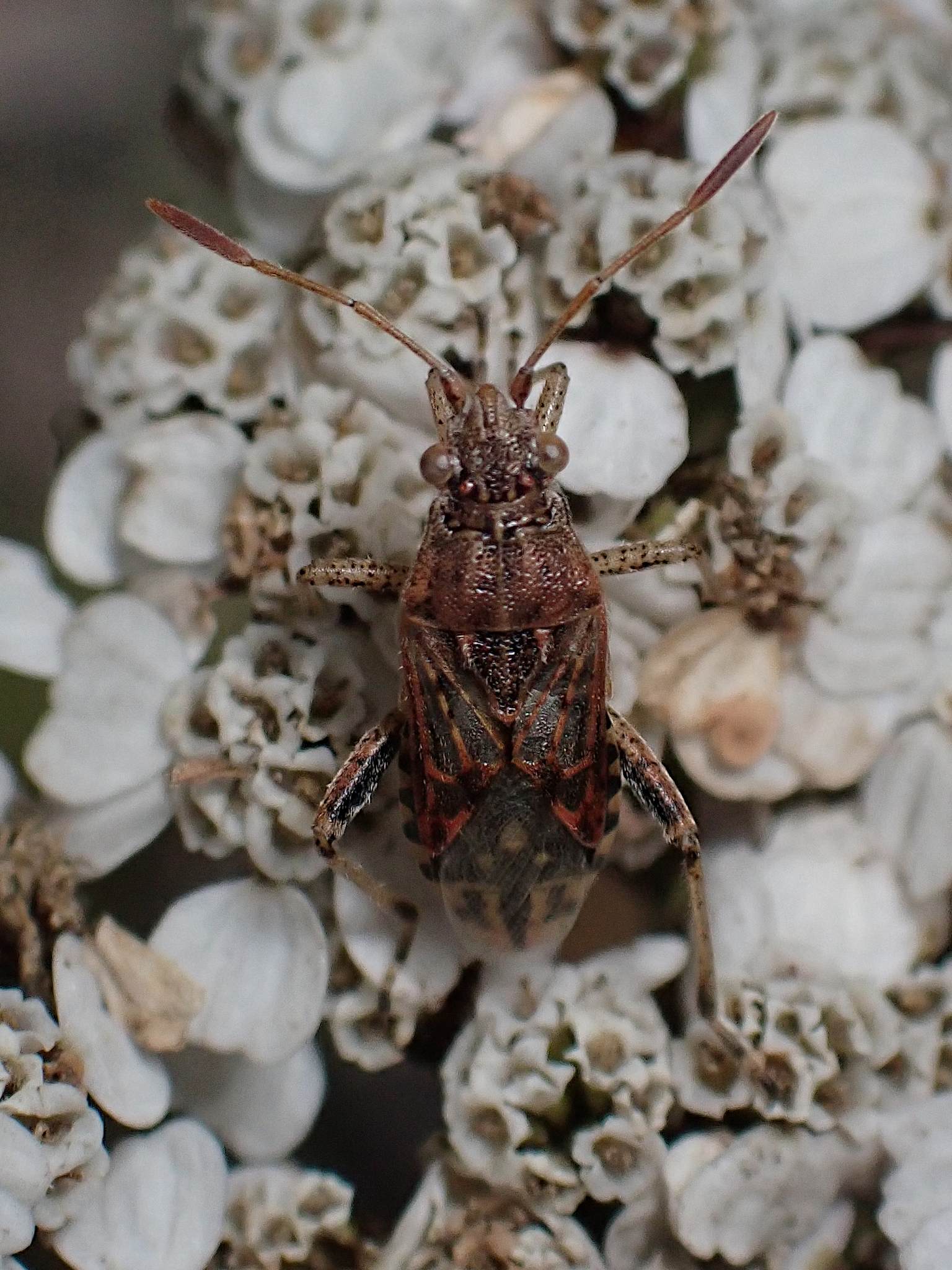 Stictopleurus crassicornis