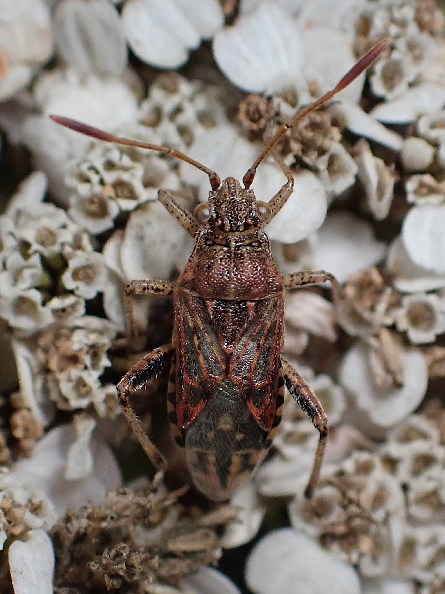 Stictopleurus crassicornis