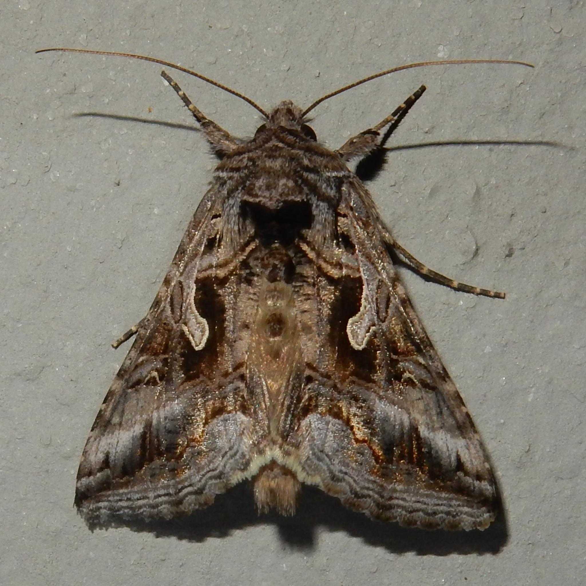 Cornutiplusia circumflexa