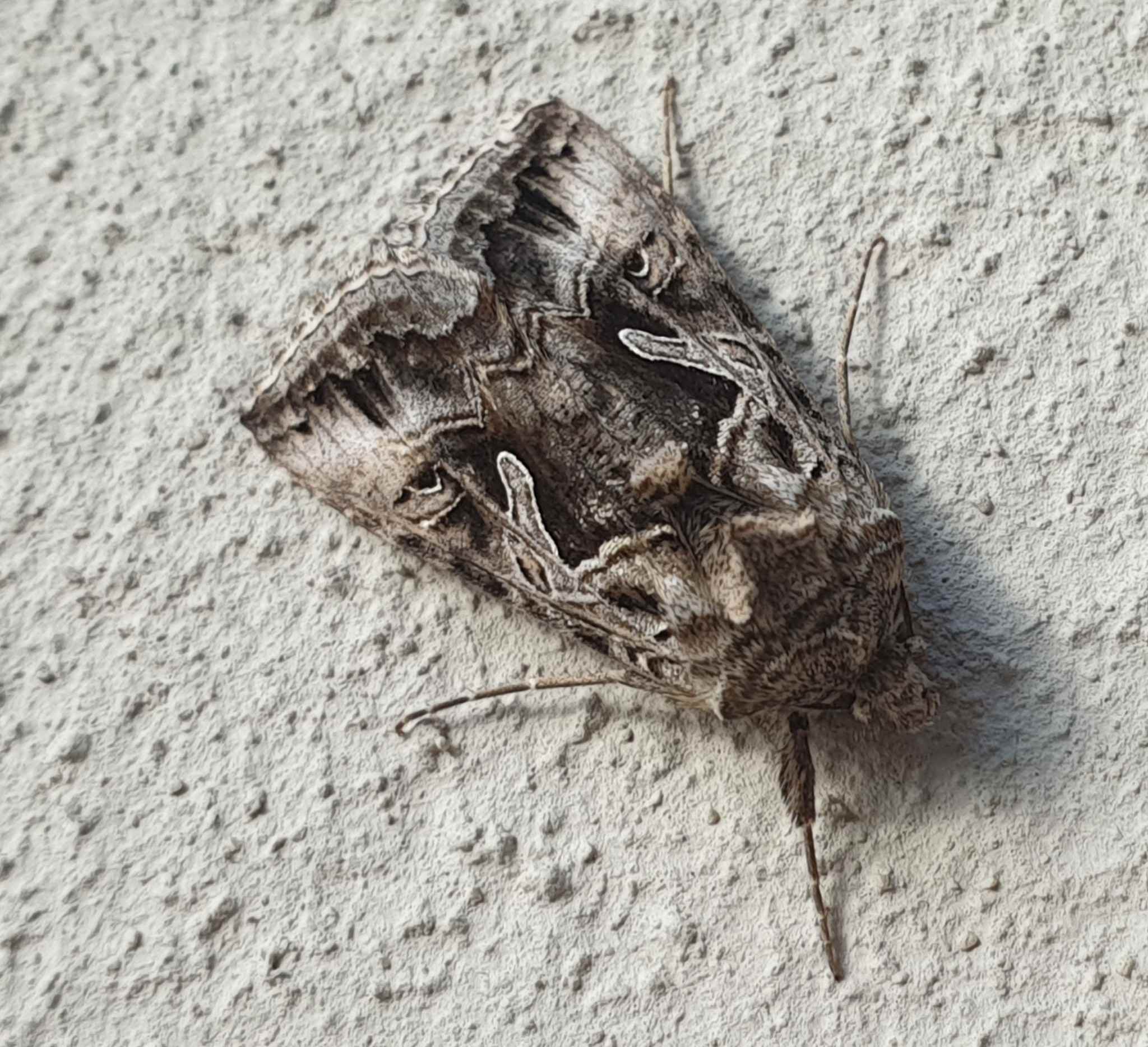 Cornutiplusia circumflexa