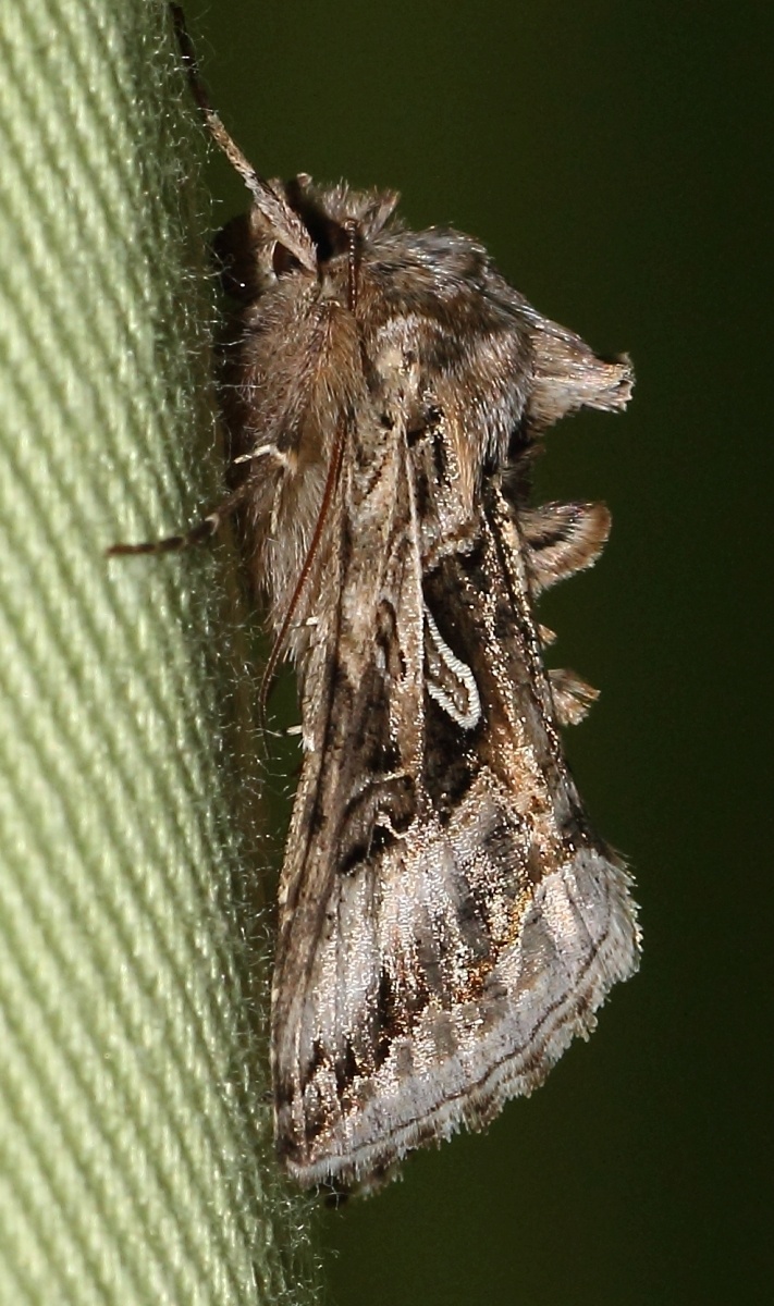 Cornutiplusia circumflexa