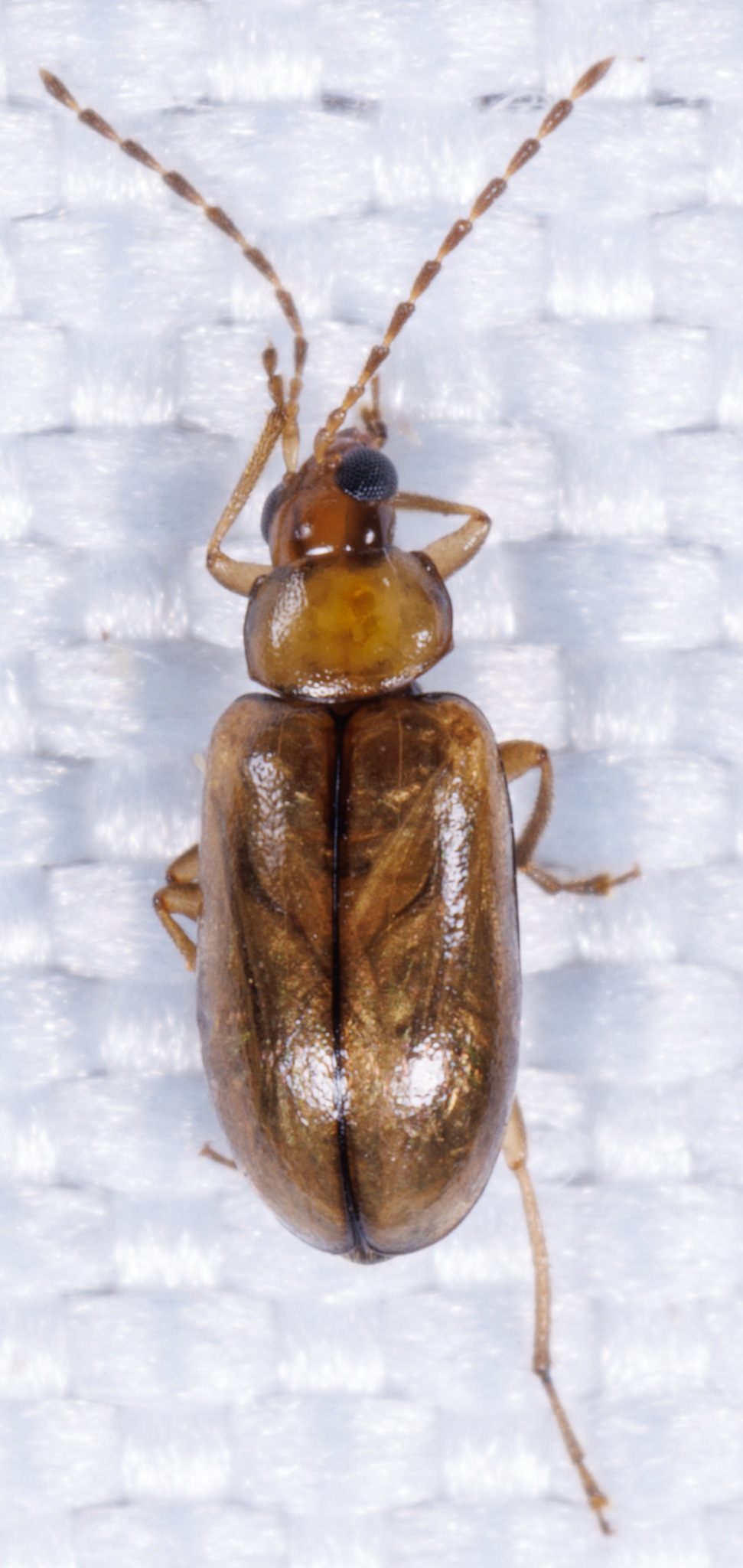 Metrioidea