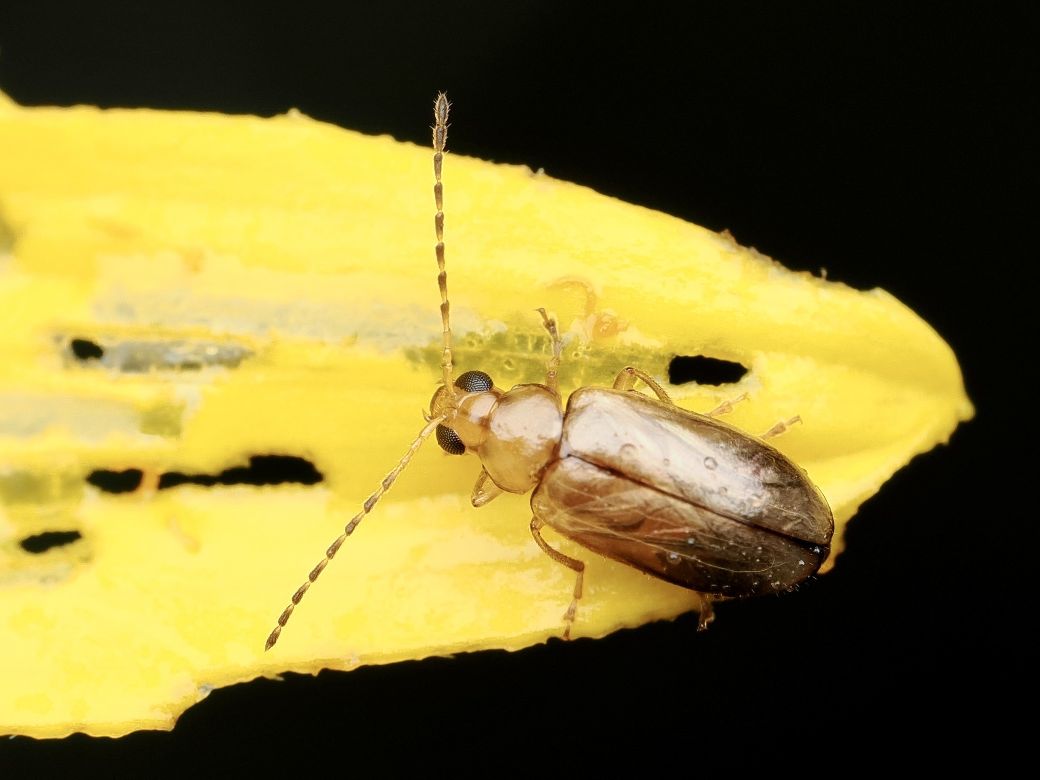 Metrioidea