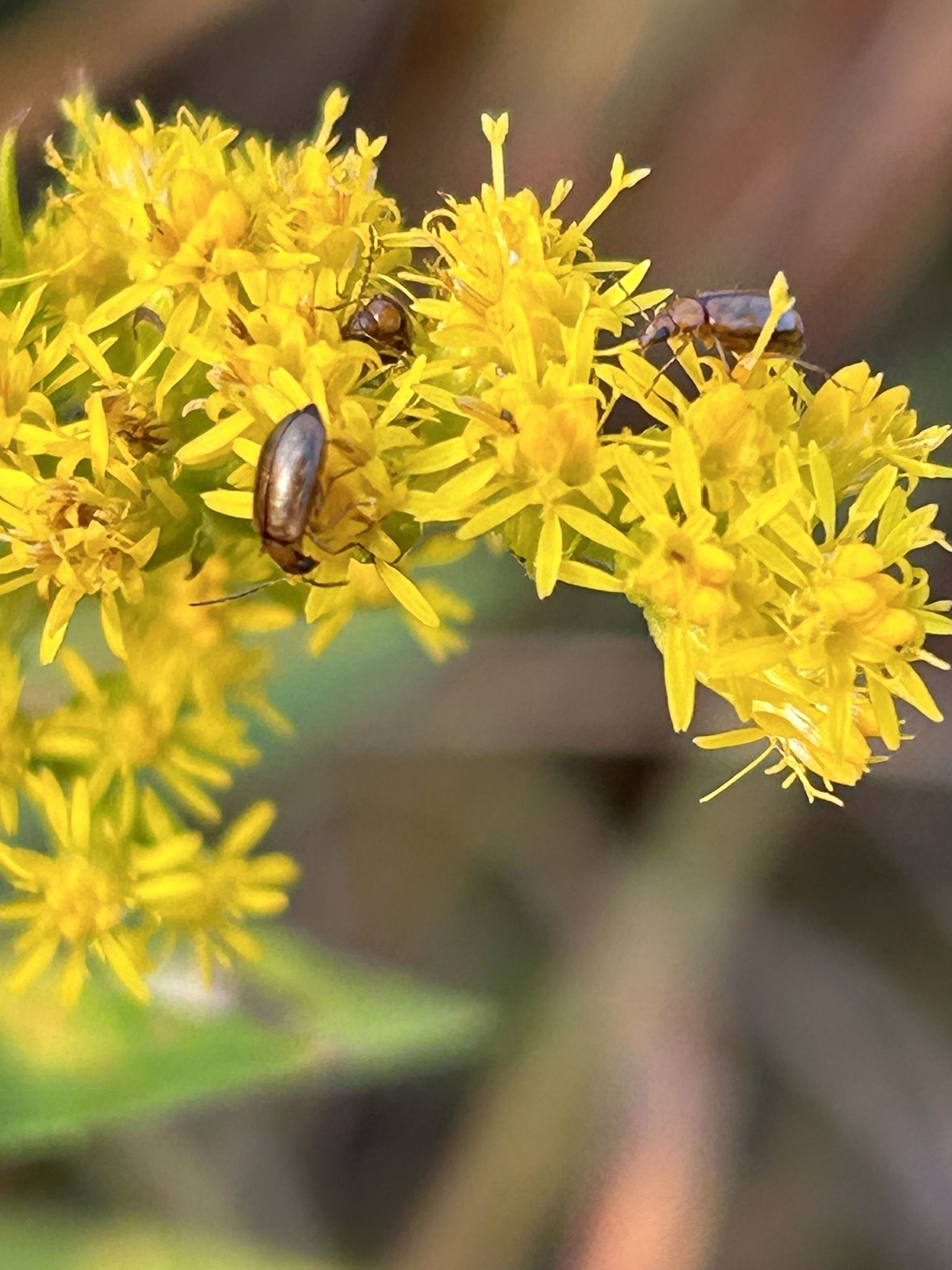 Metrioidea