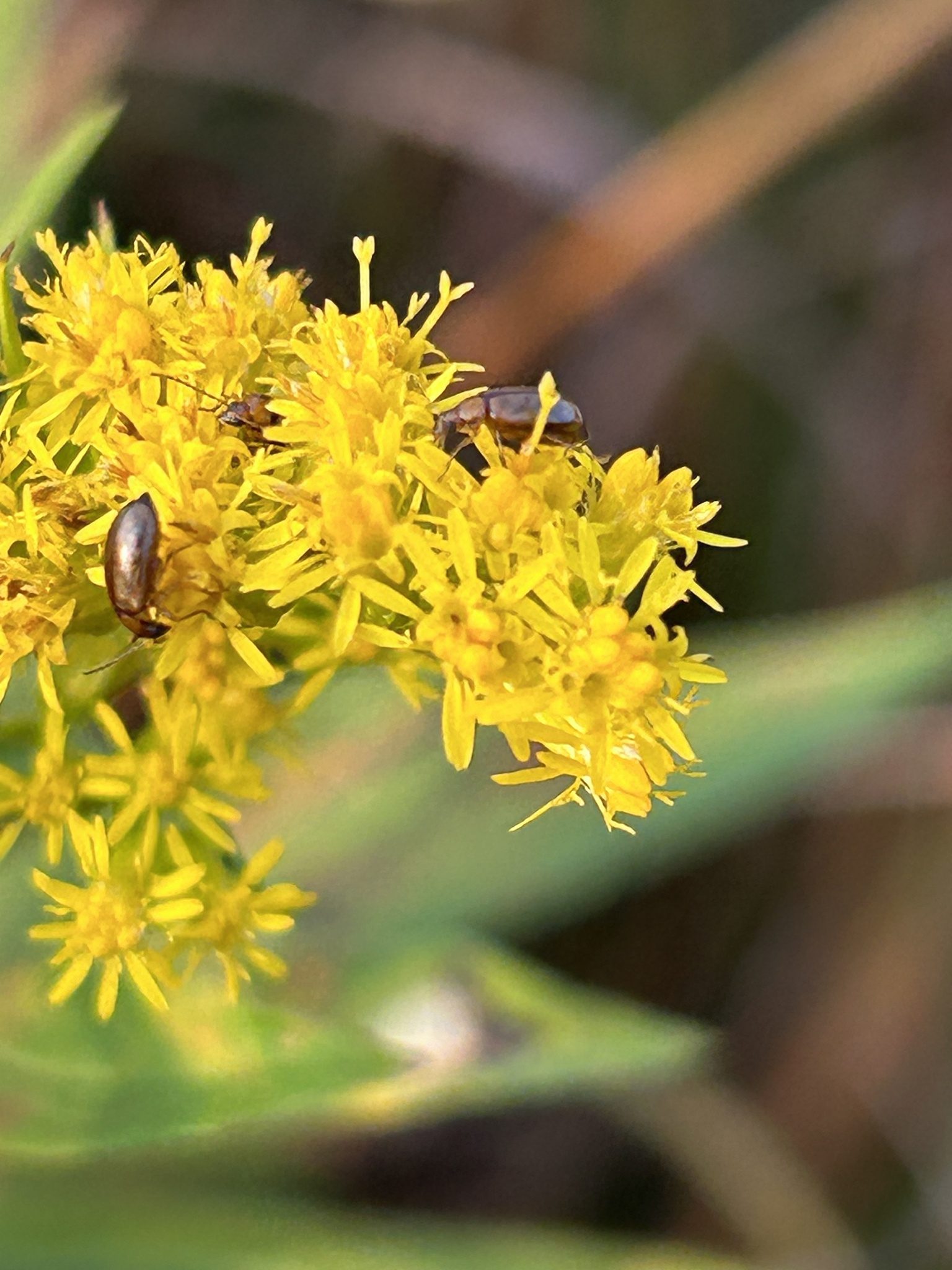 Metrioidea