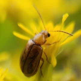 Metrioidea