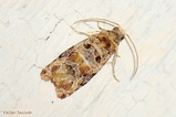 Lobesia botrana