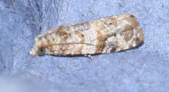 Lobesia botrana