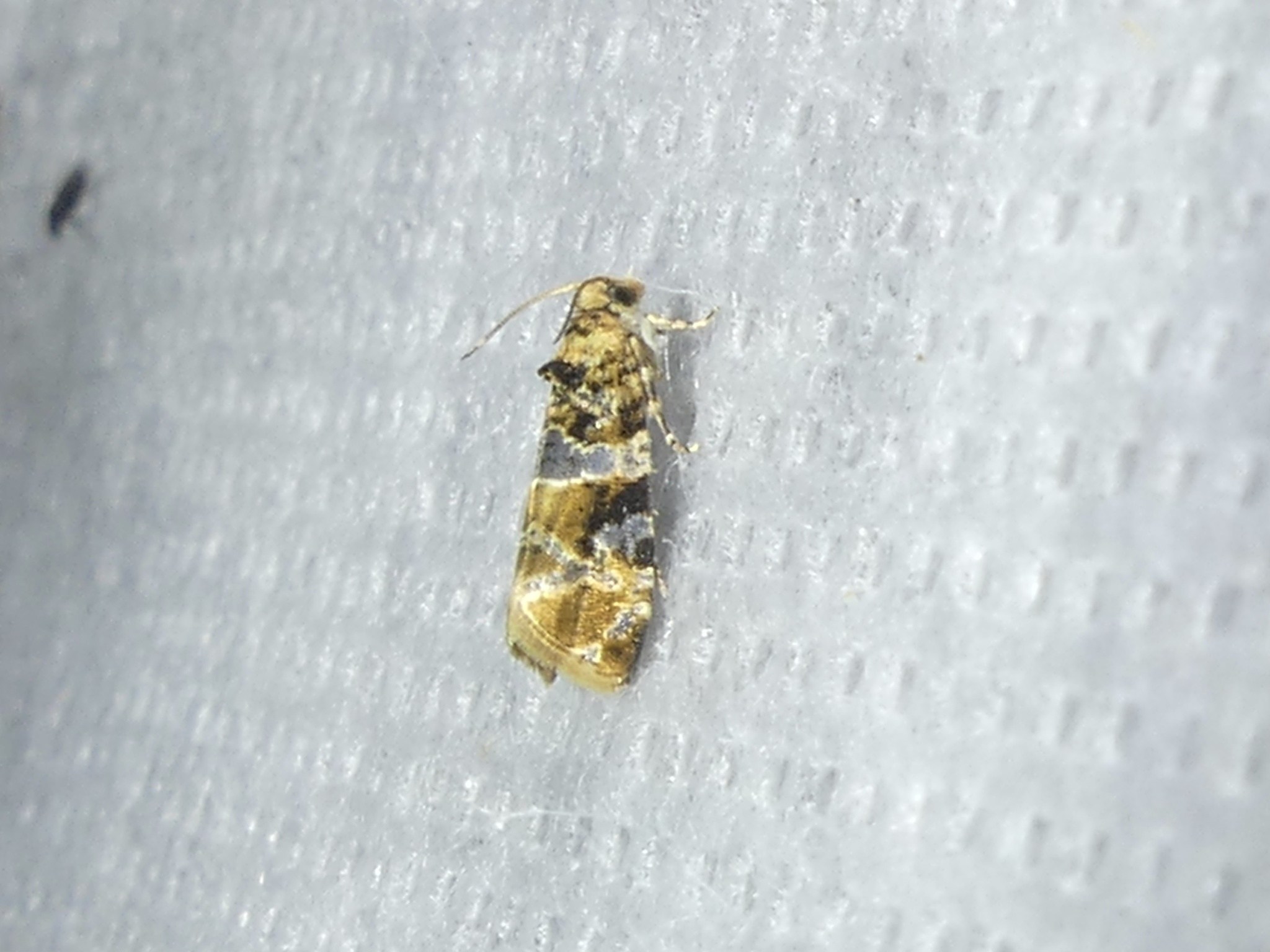 Lobesia botrana