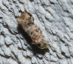 Lobesia botrana