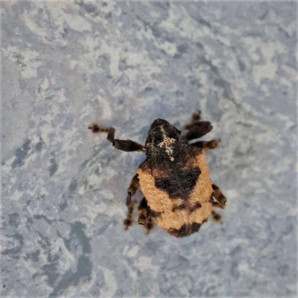 Sternochetus olivieri