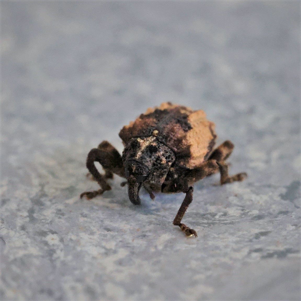 Sternochetus olivieri